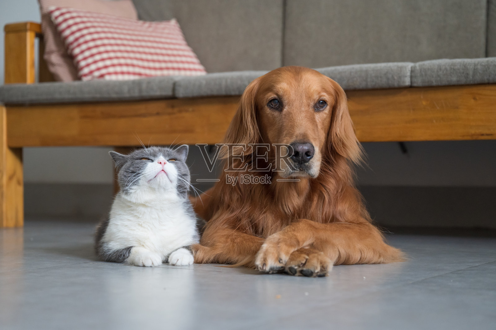 金毛猎犬和英国短毛犬照片摄影图片