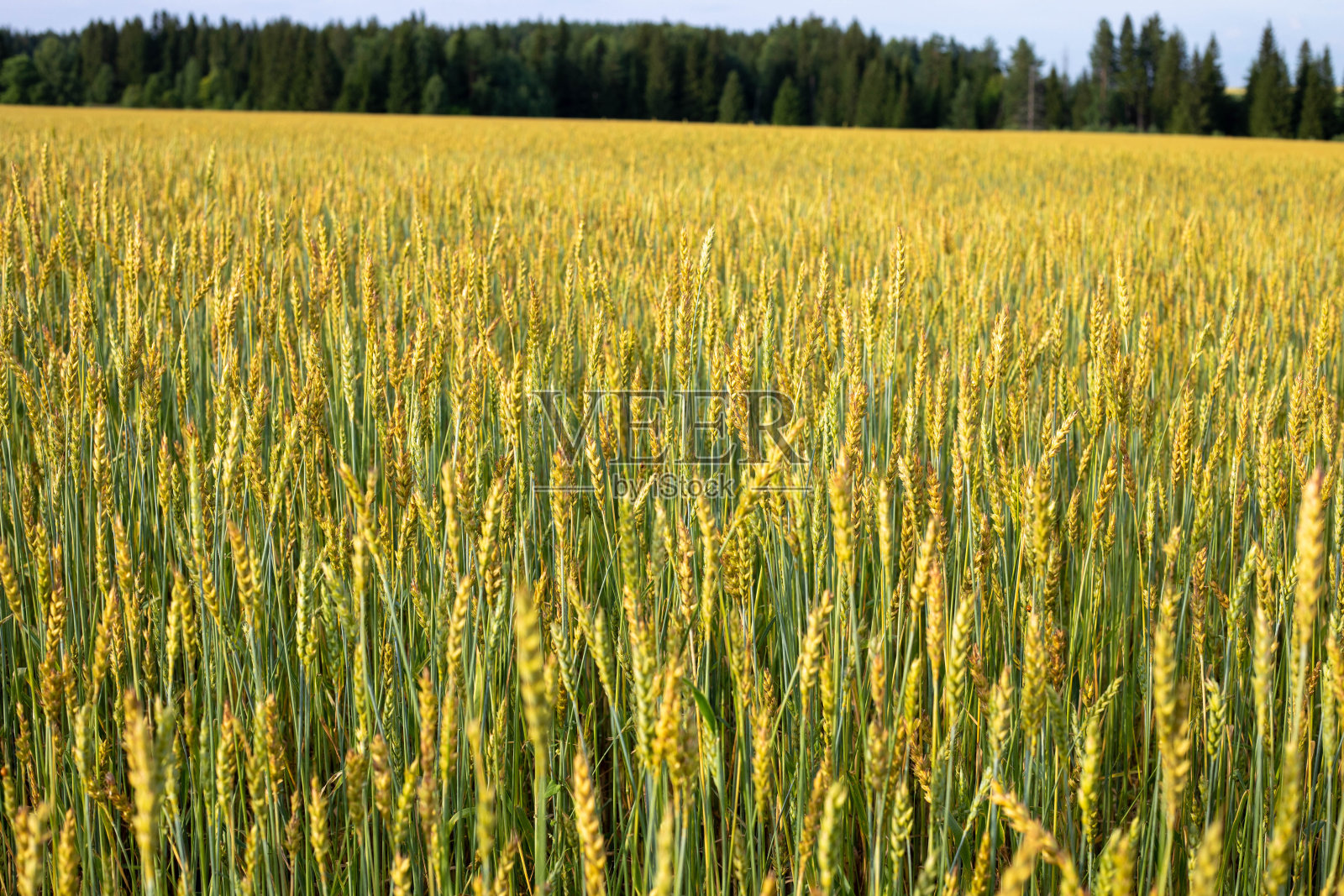 田野里成熟的小麦。收获开始照片摄影图片