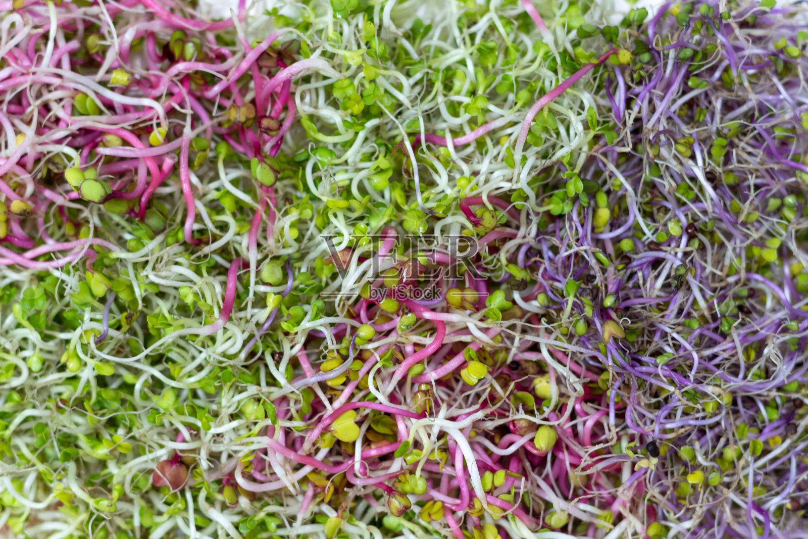 不同类型的绿色和酒红色微绿色特写俯视图。照片摄影图片