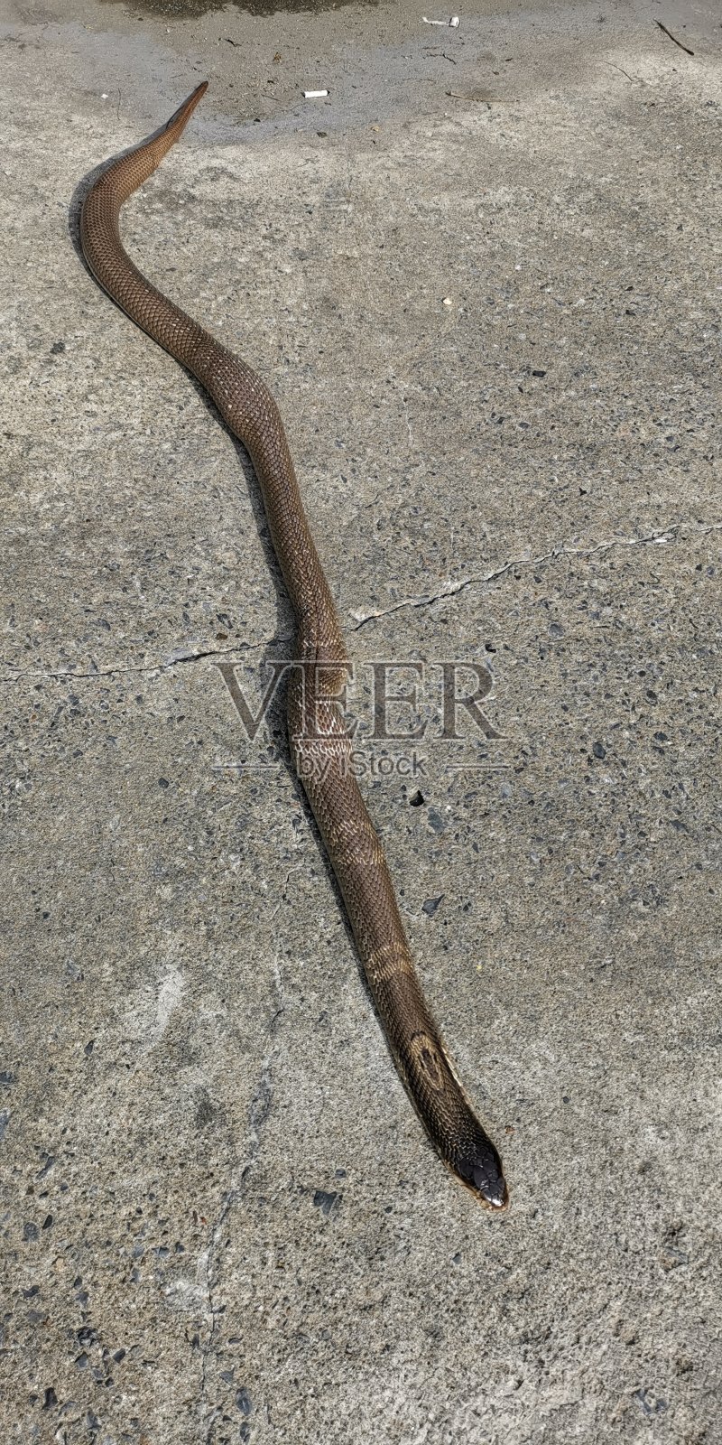 棕色的蛇照片摄影图片