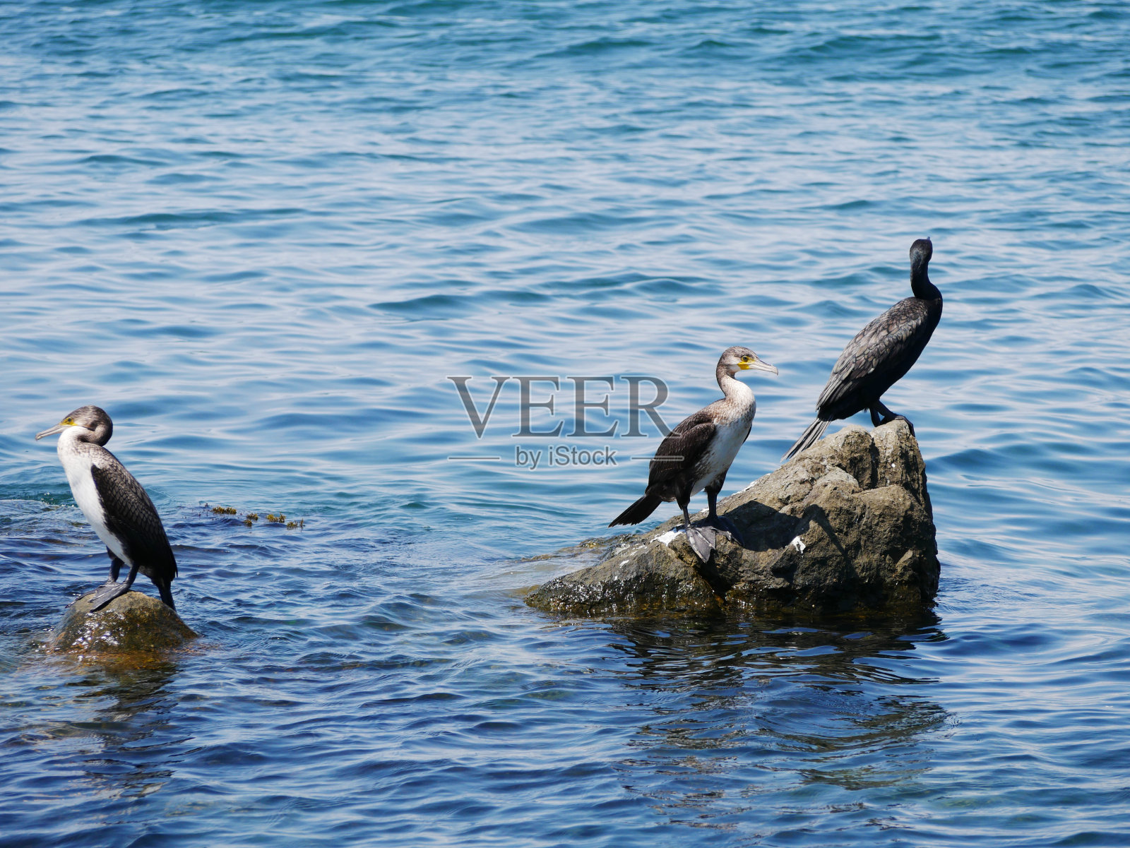 海上的双冠鸬鹚照片摄影图片