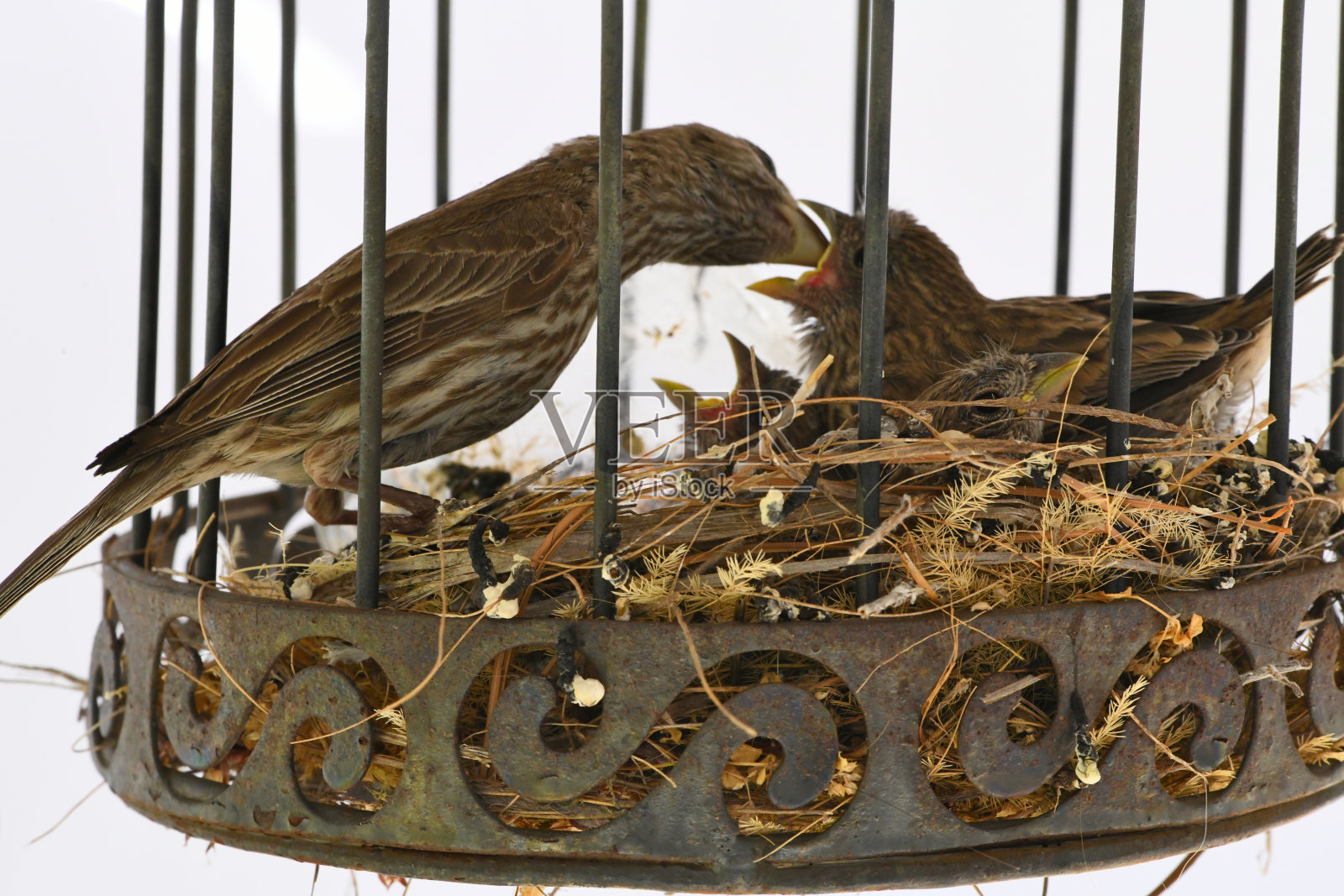 雀妈妈喂养幼鸟照片摄影图片