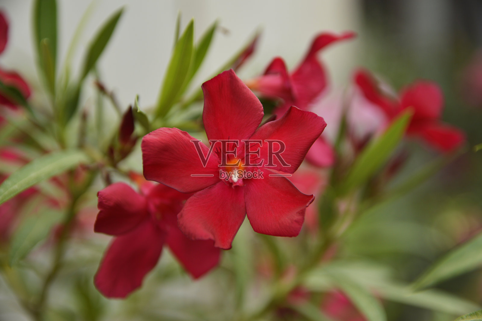 红色夹竹桃枝近距离开花照片摄影图片