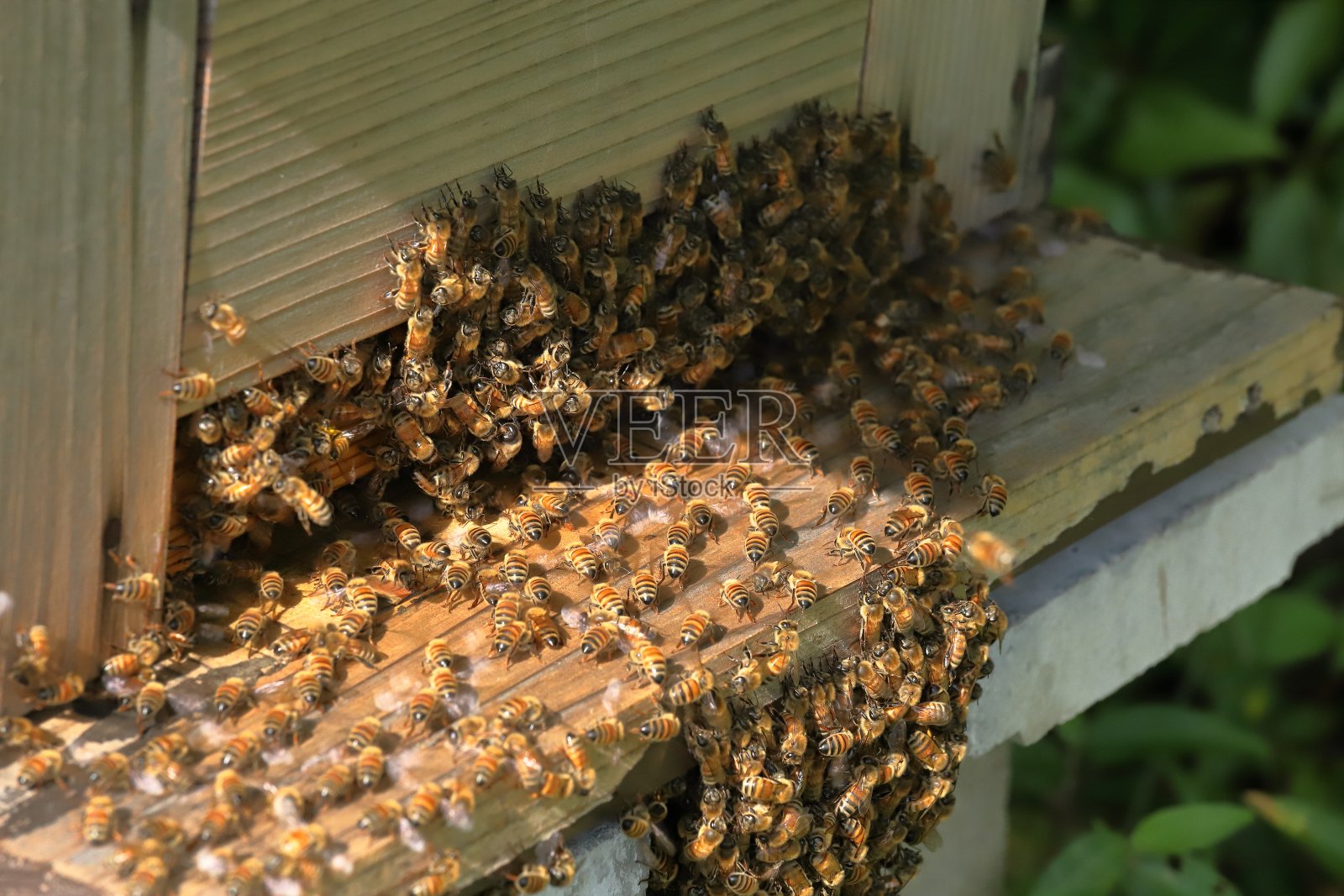 蜂巢照片摄影图片