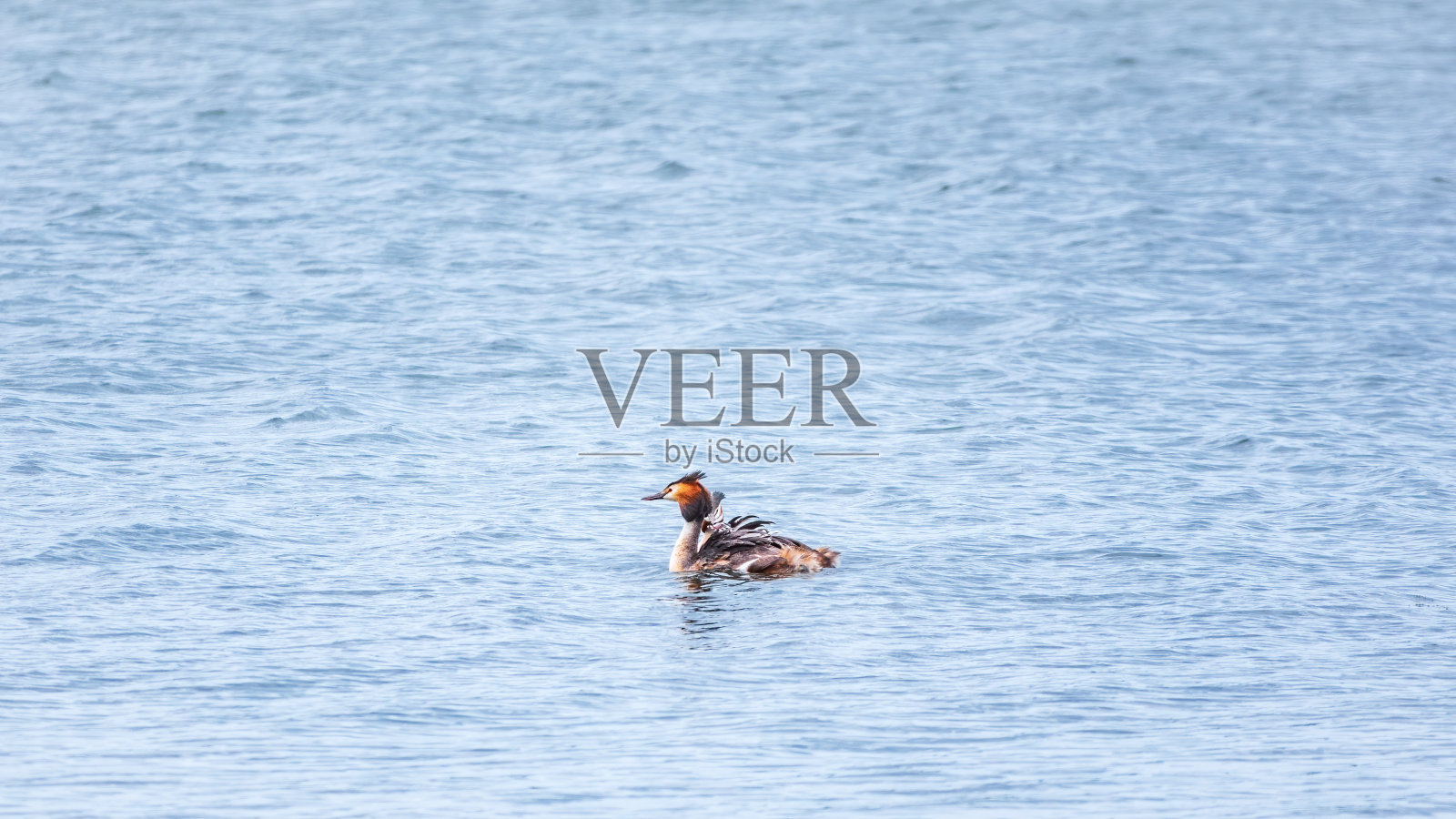 水鸟大冠毛鸊鷉在平静的湖里游泳照片摄影图片
