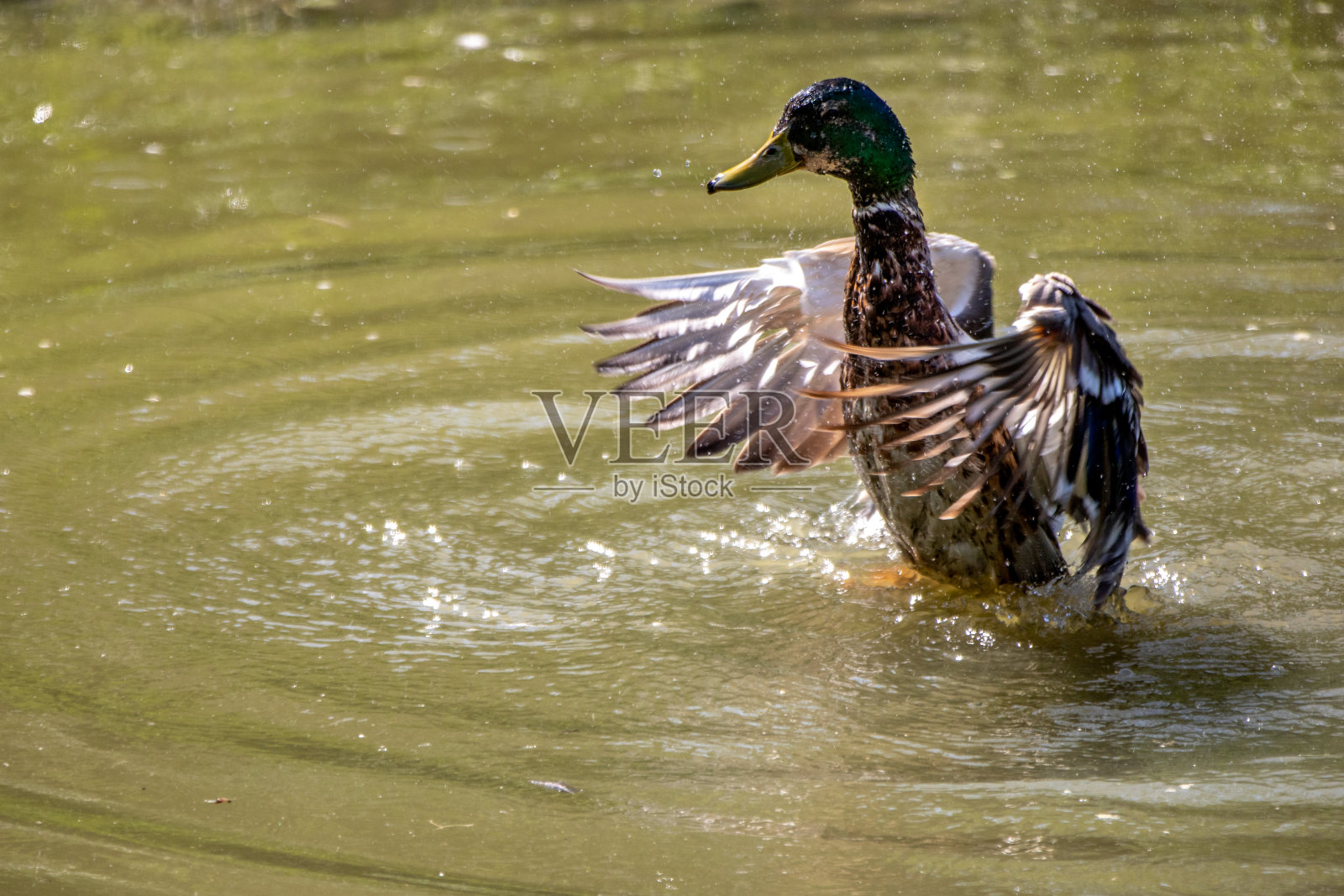 鸭子在水里戏水照片摄影图片