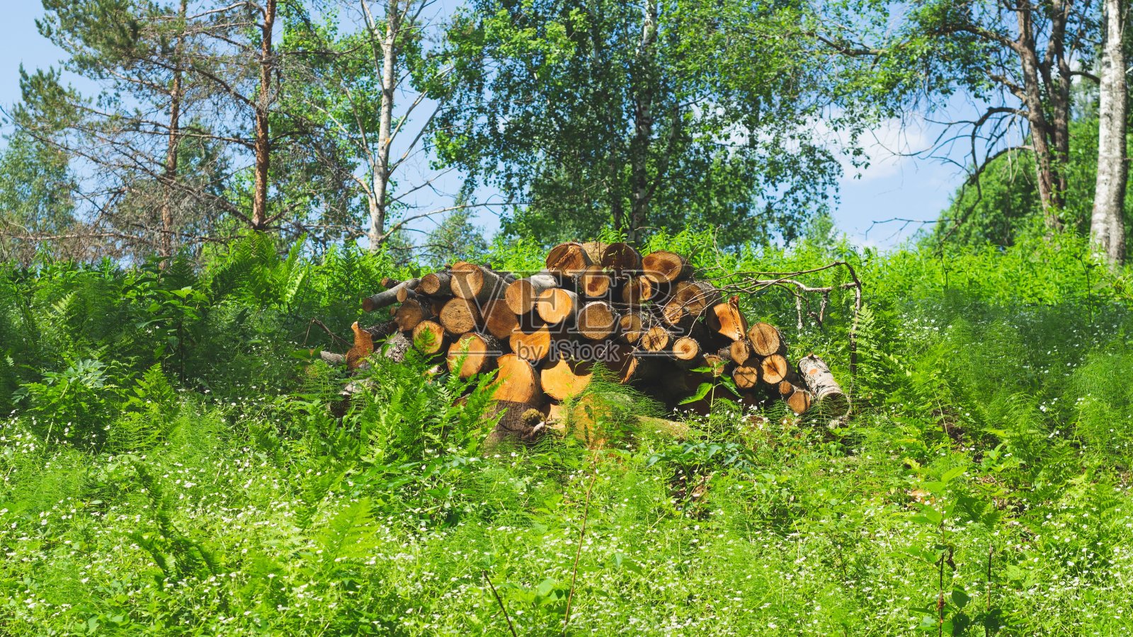 森林中的一堆原木。堆栈的木材。准备柴火。自然景观照片摄影图片