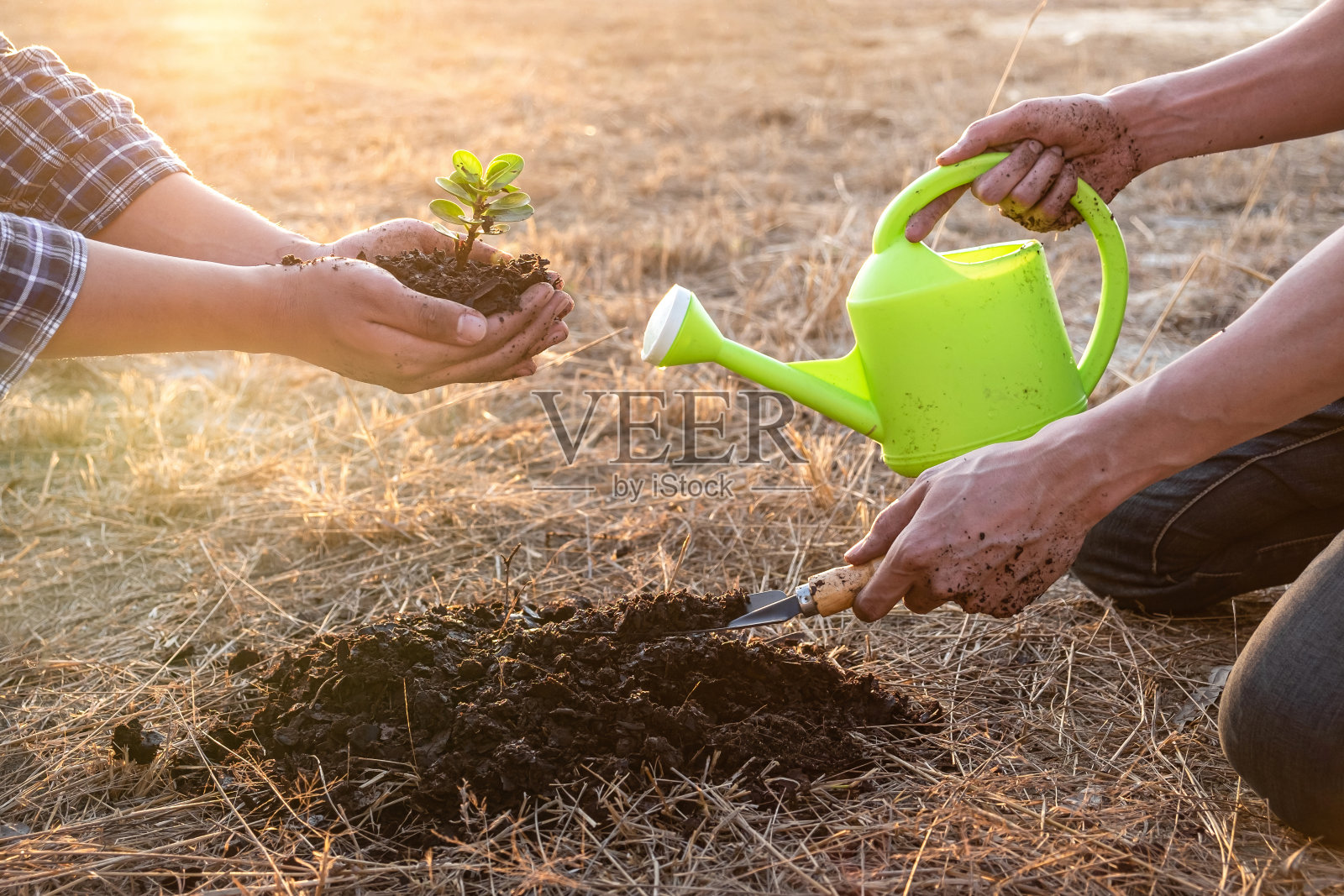 人们帮助种植幼苗树来保护自然环境，同时一起拯救世界，地球日和森林保护的概念照片摄影图片