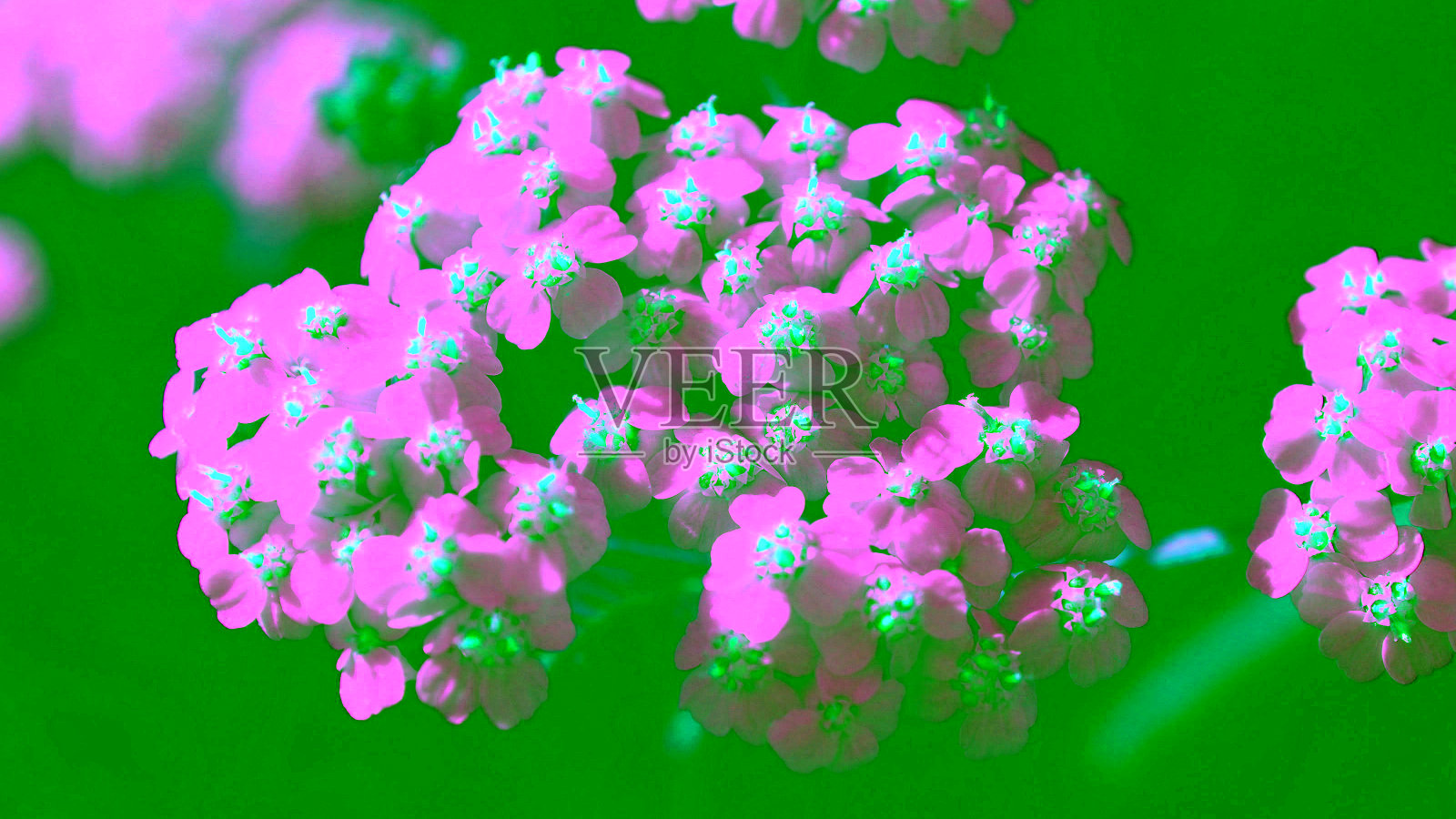 大自然在夏天开花。照片摄影图片