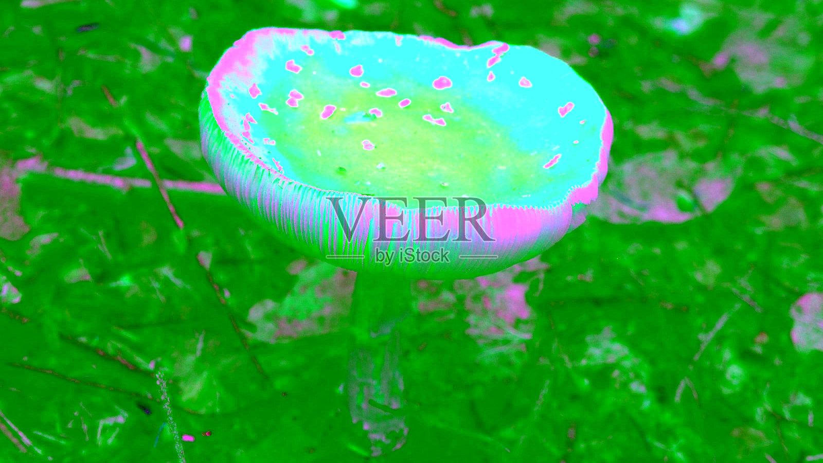 不可食用的有毒红蘑菇。照片摄影图片