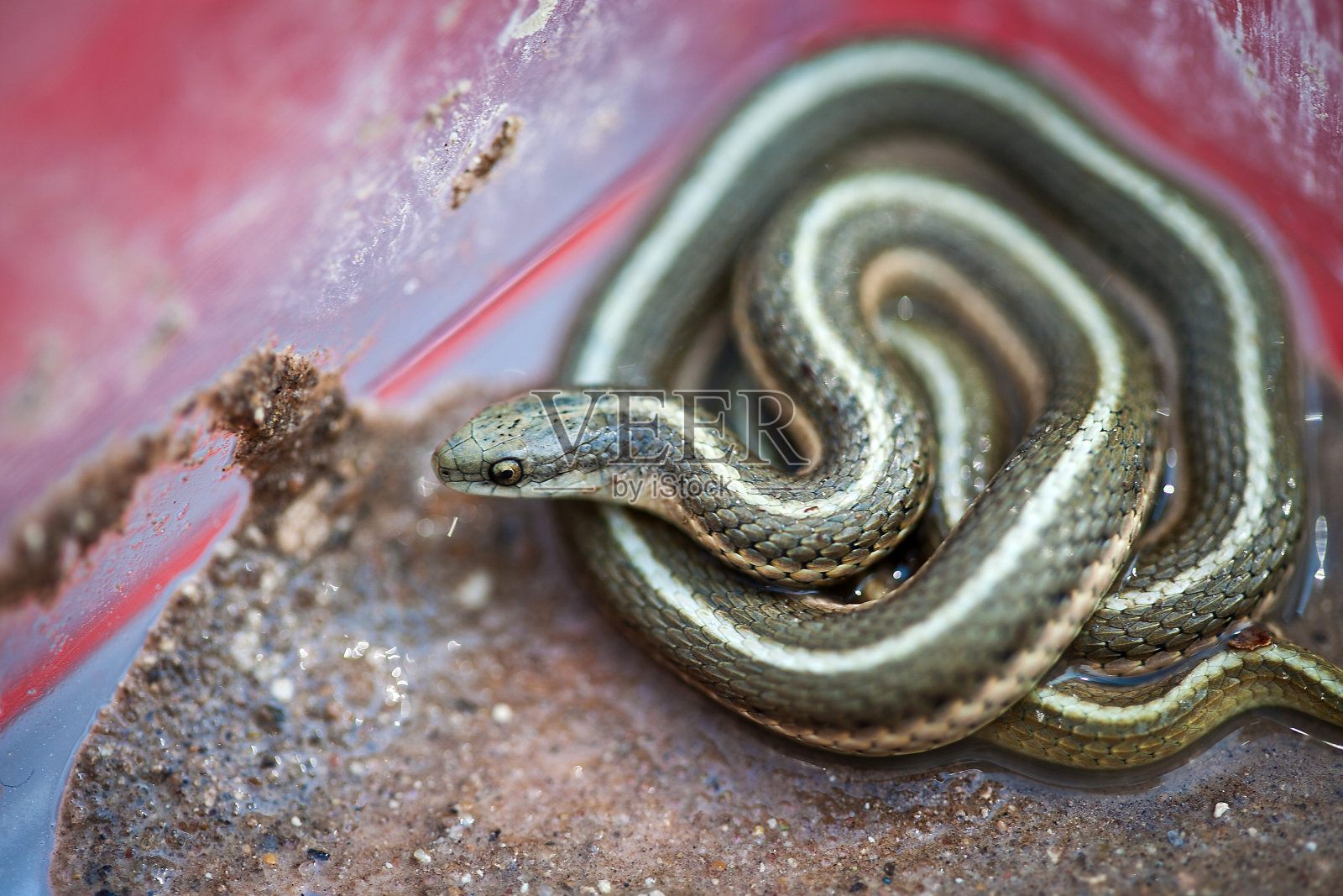 花园蛇在爬行动物容器照片摄影图片