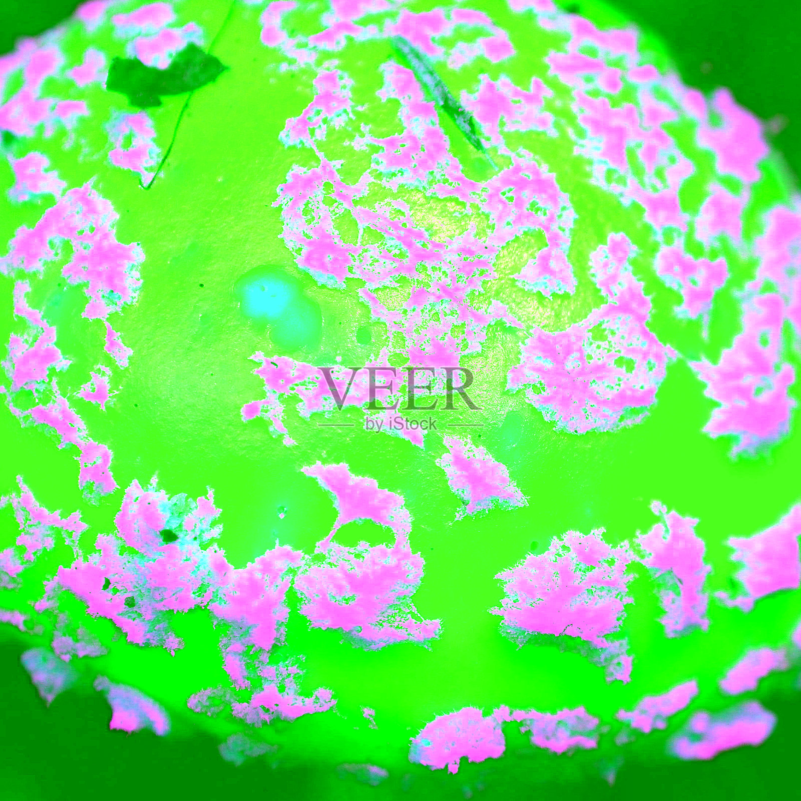 不可食用的有毒红蘑菇。照片摄影图片