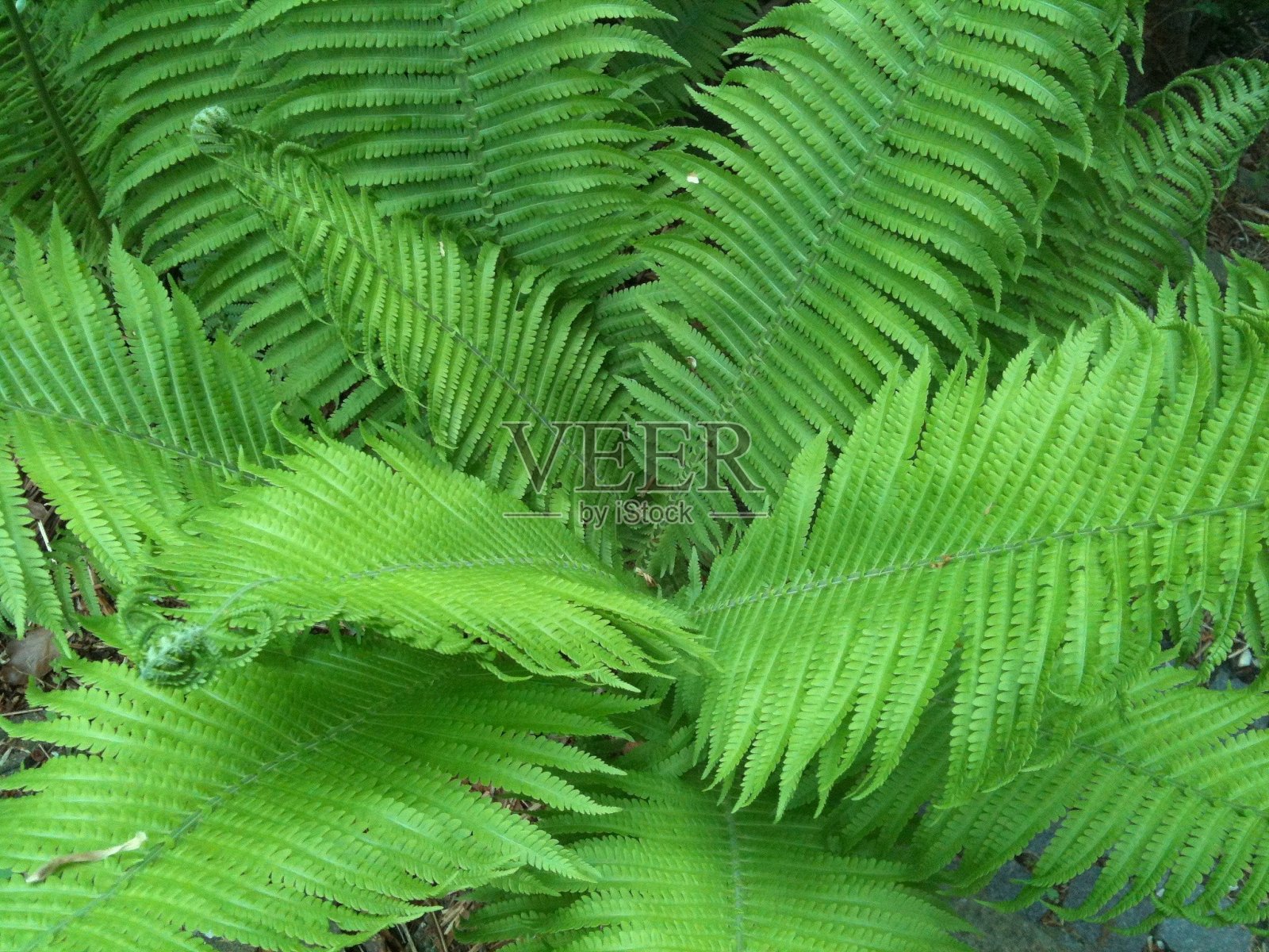 特写:绿色蕨类植物照片摄影图片
