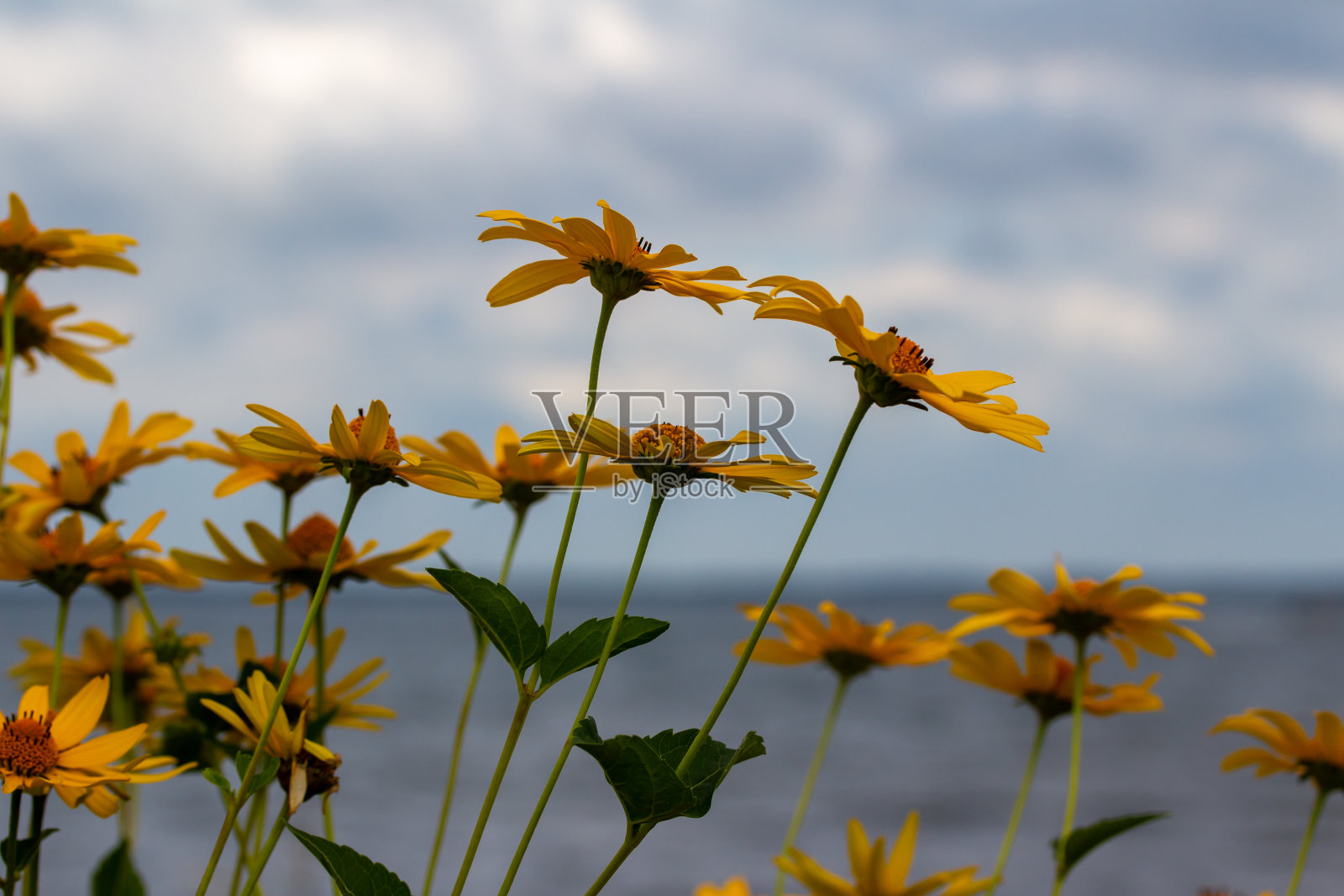 顺滑的Oxeye野花盛开在湖边照片摄影图片