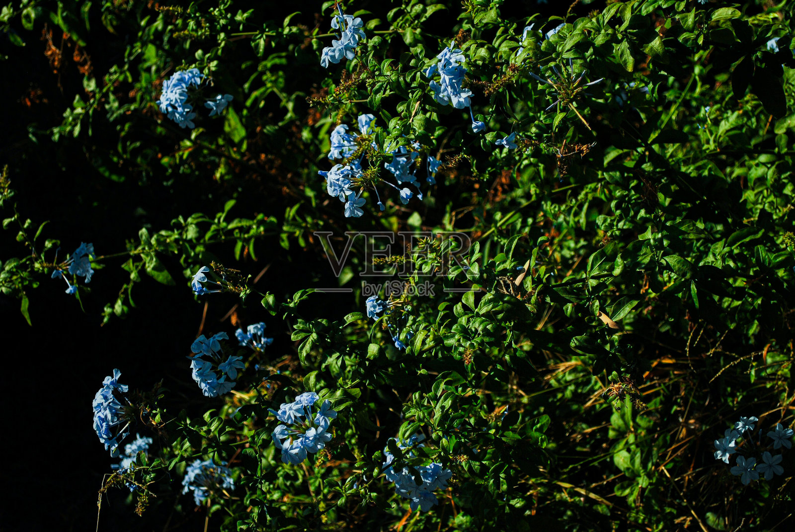 一片片蓝花照片摄影图片