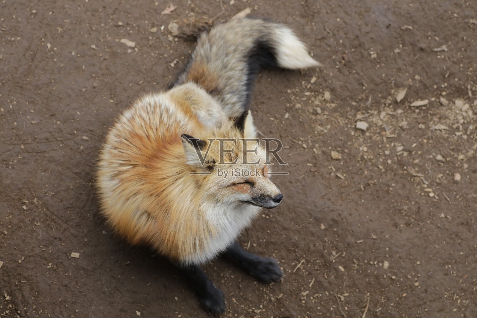 日本狐狸照片摄影图片