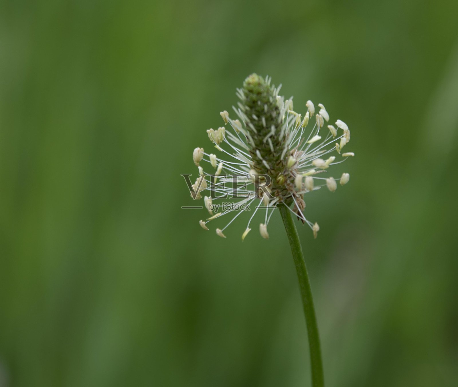 布里安扎的草地和鲜花照片摄影图片