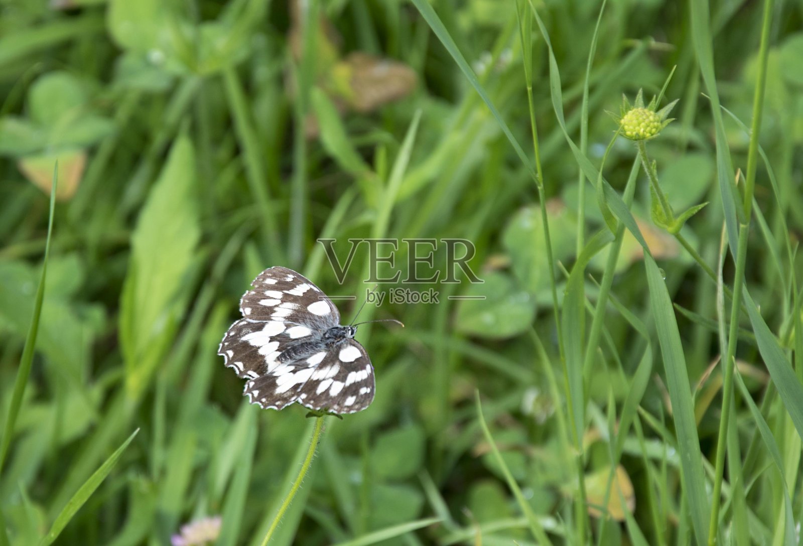布里安扎的草地和鲜花照片摄影图片