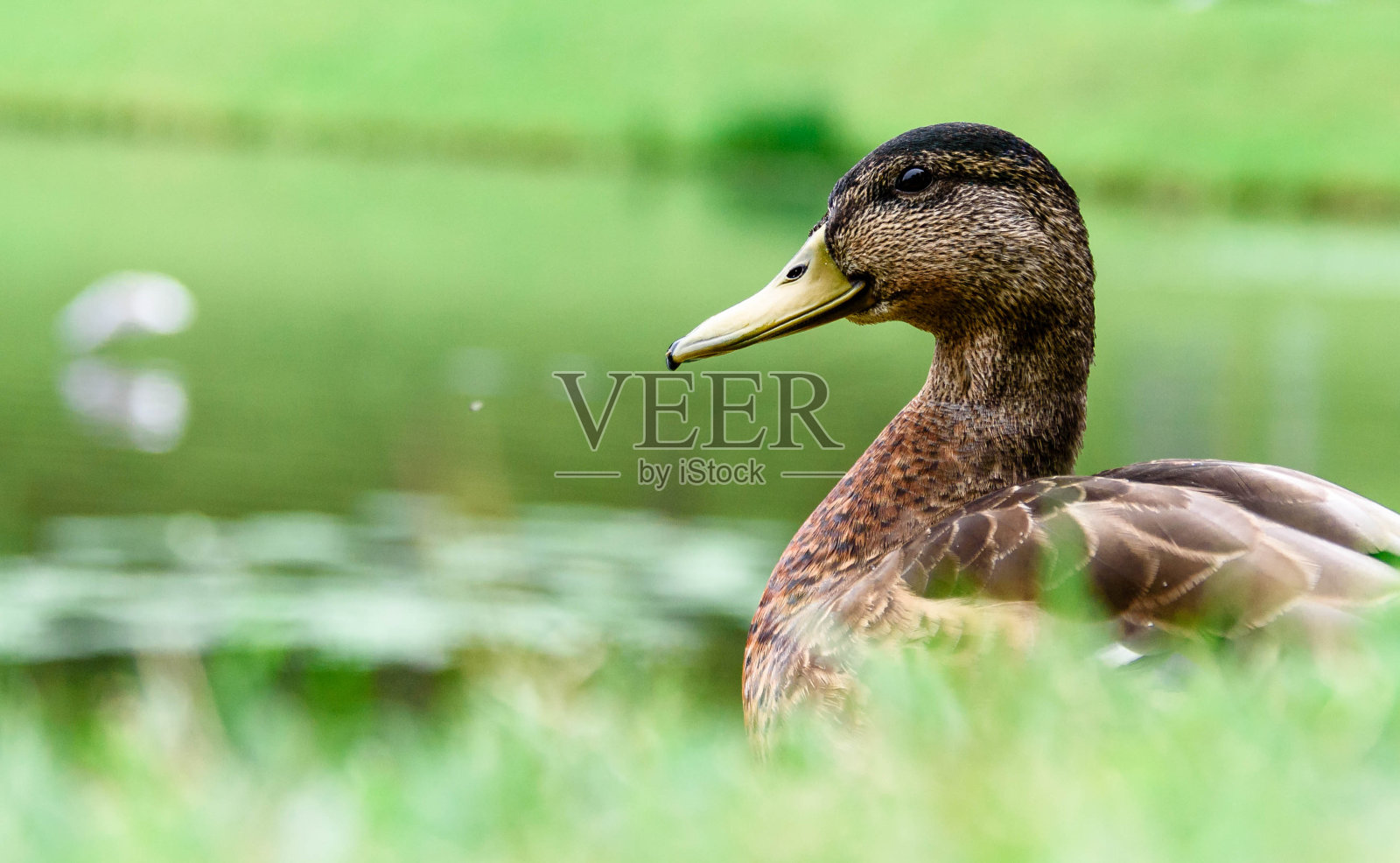 灰鸭在水边的绿草中漫步——特写照片摄影图片