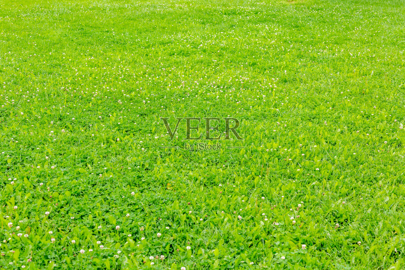 城市公园里明亮的绿色草坪照片摄影图片