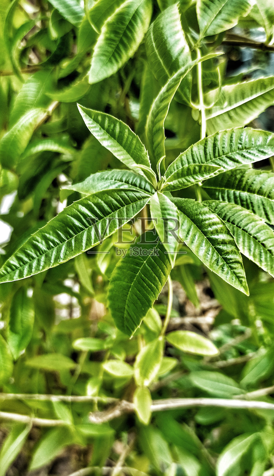 香茅叶原图照片摄影图片