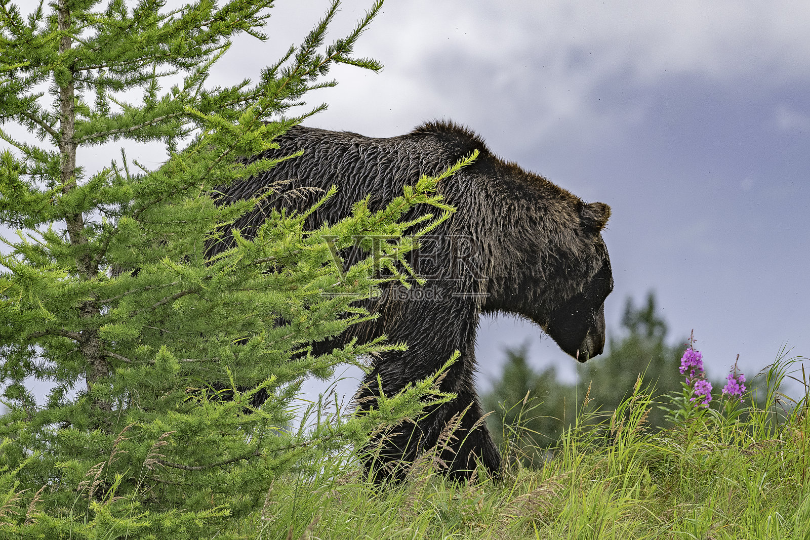 灰熊在山顶上，有花，云，山照片摄影图片
