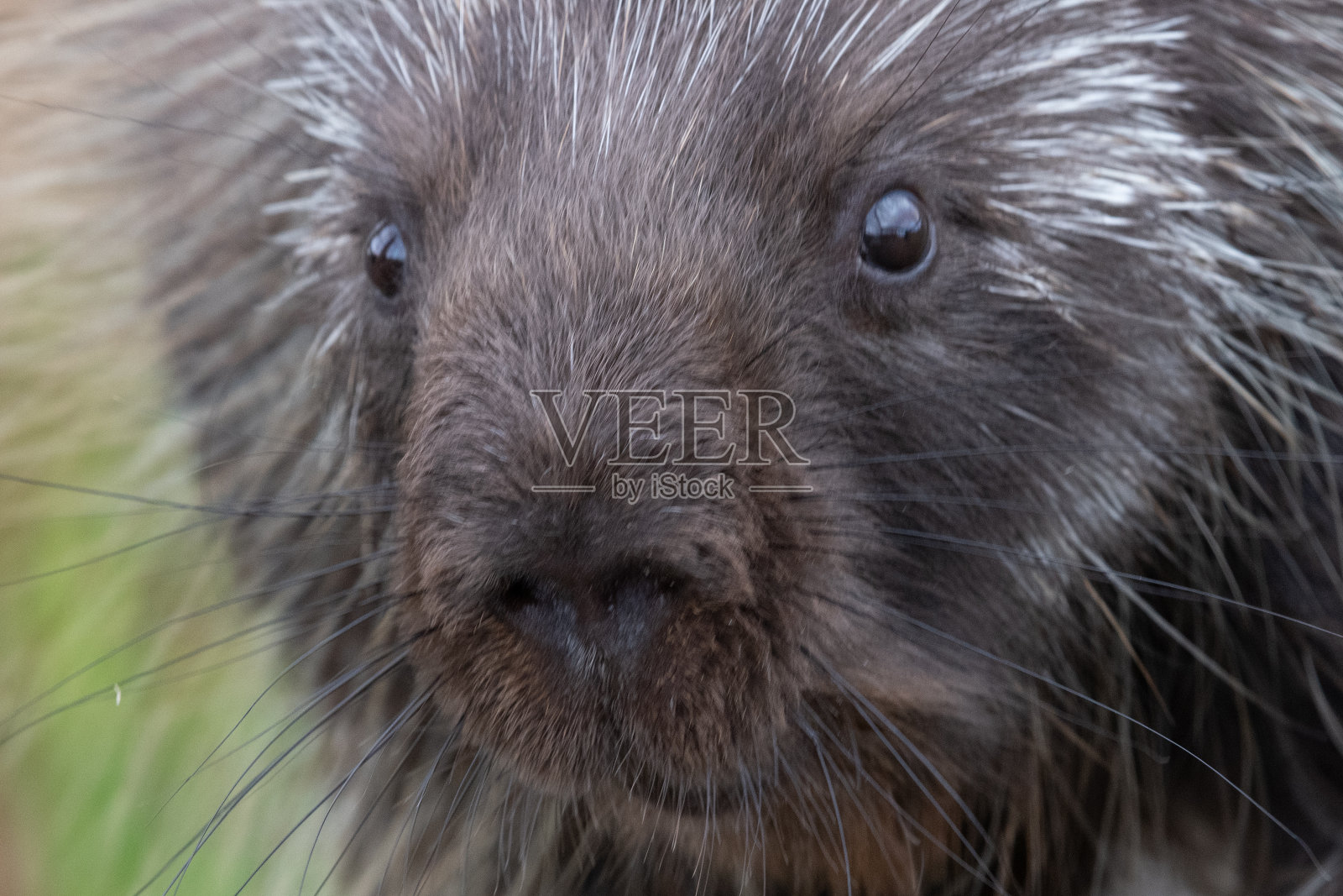 豪猪关闭照片摄影图片