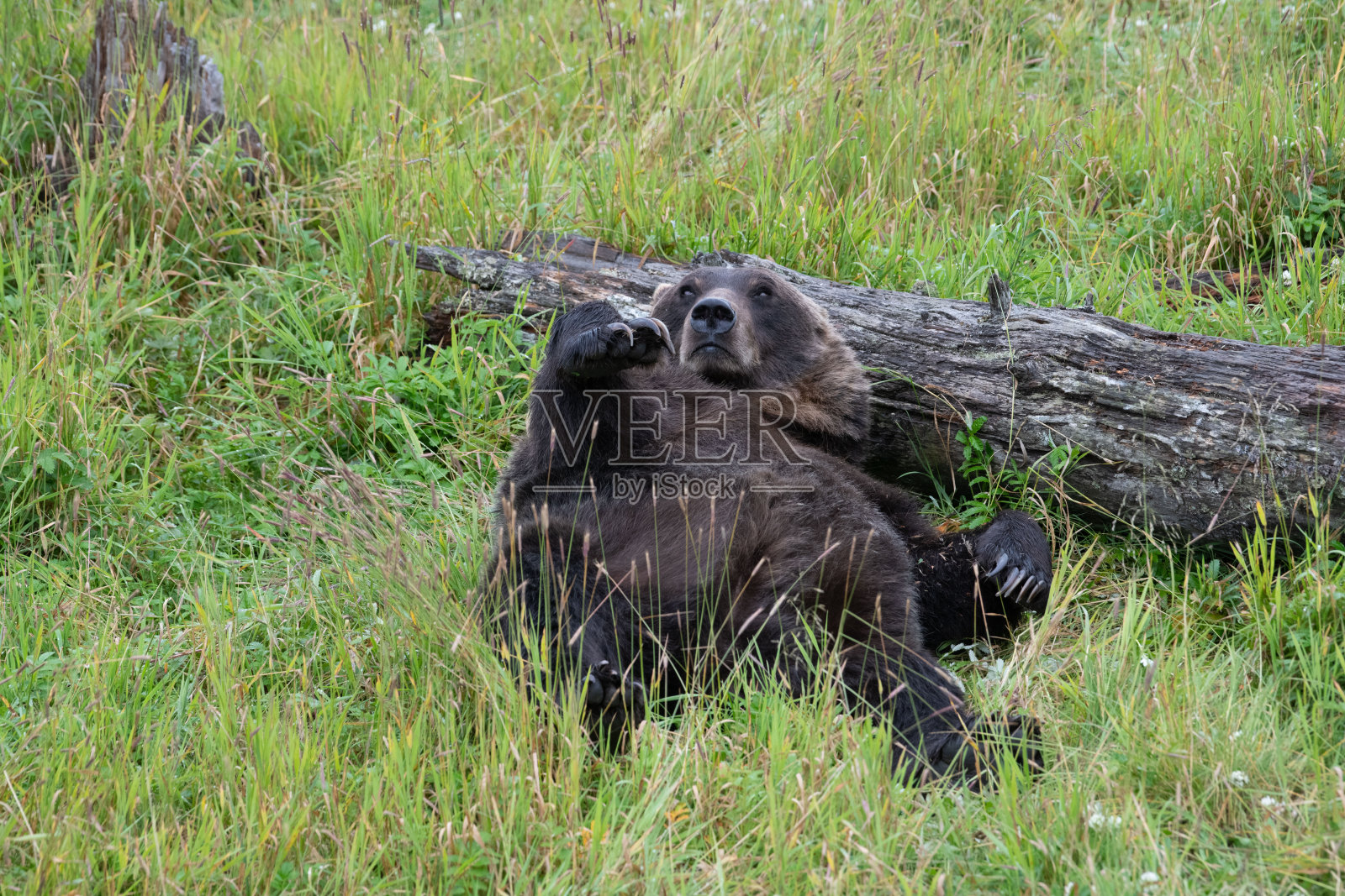 灰熊把头靠在木头上休息照片摄影图片