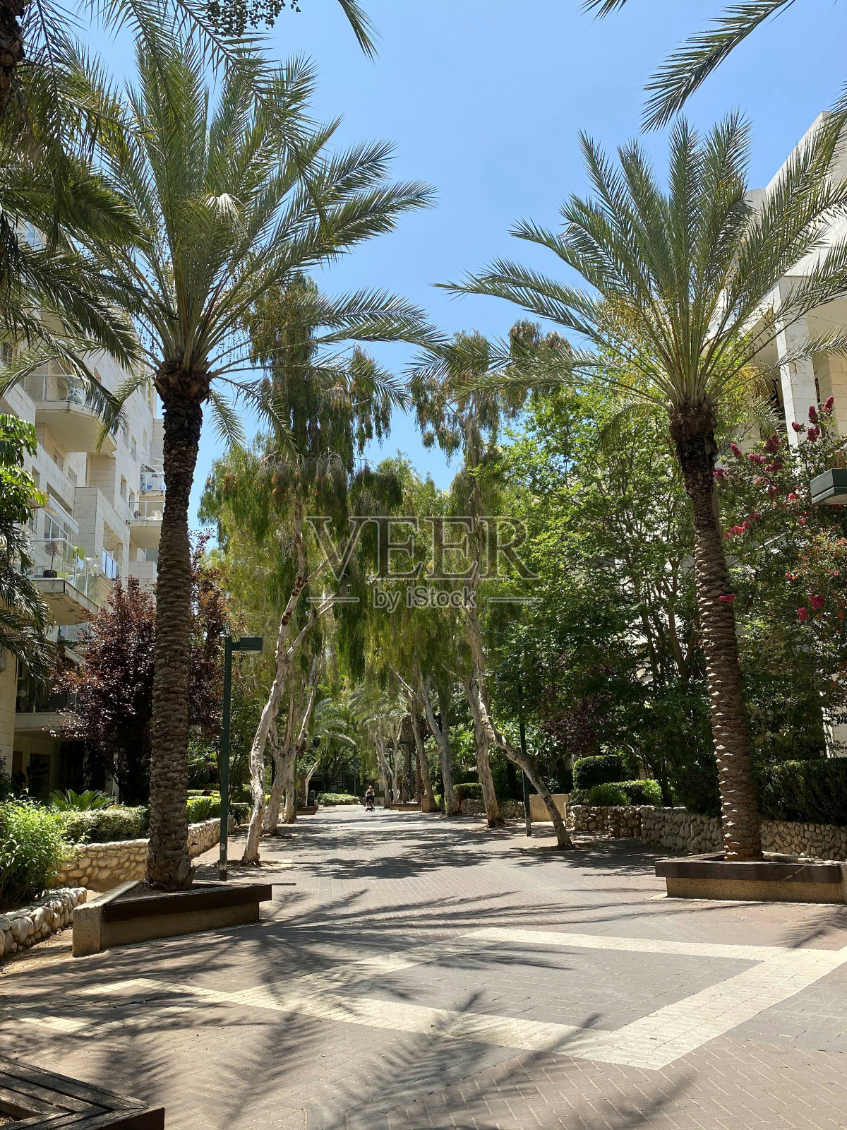 南部城市棕榈树和桉树的步行街照片摄影图片