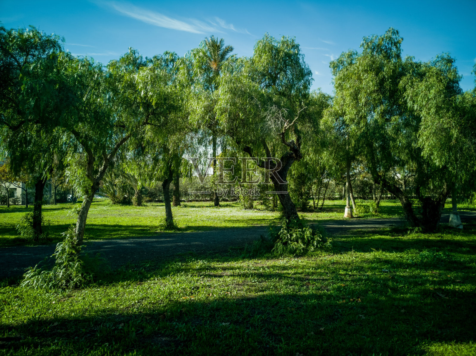 在萨格托港的一个大公园里，可以看到非常绿色的树木和草地照片摄影图片