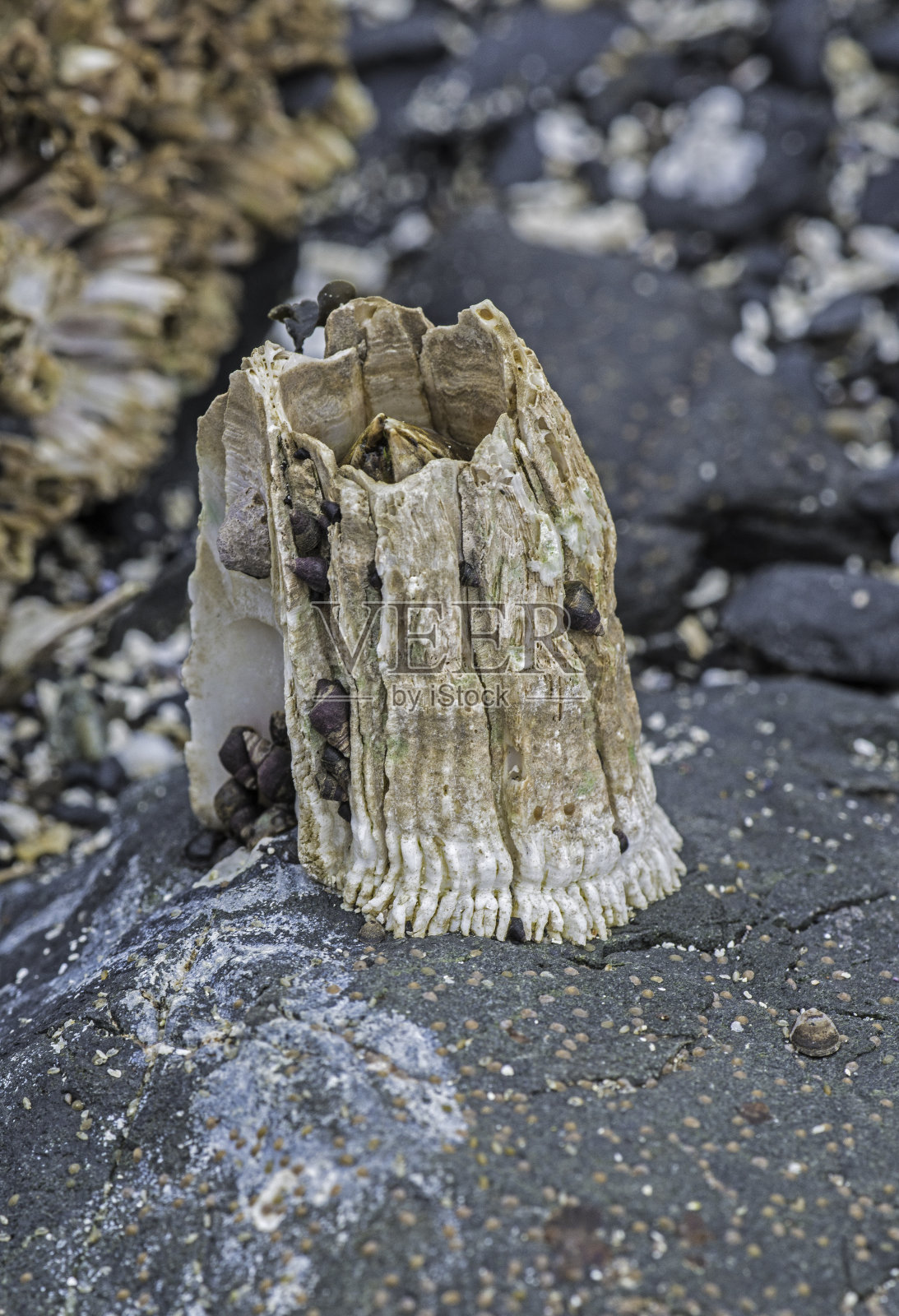 半藤壶，被称为茅草藤壶，岩石藤壶或马藤壶，是一种橡子藤壶发生在北太平洋。锡特卡,阿拉斯加。照片摄影图片