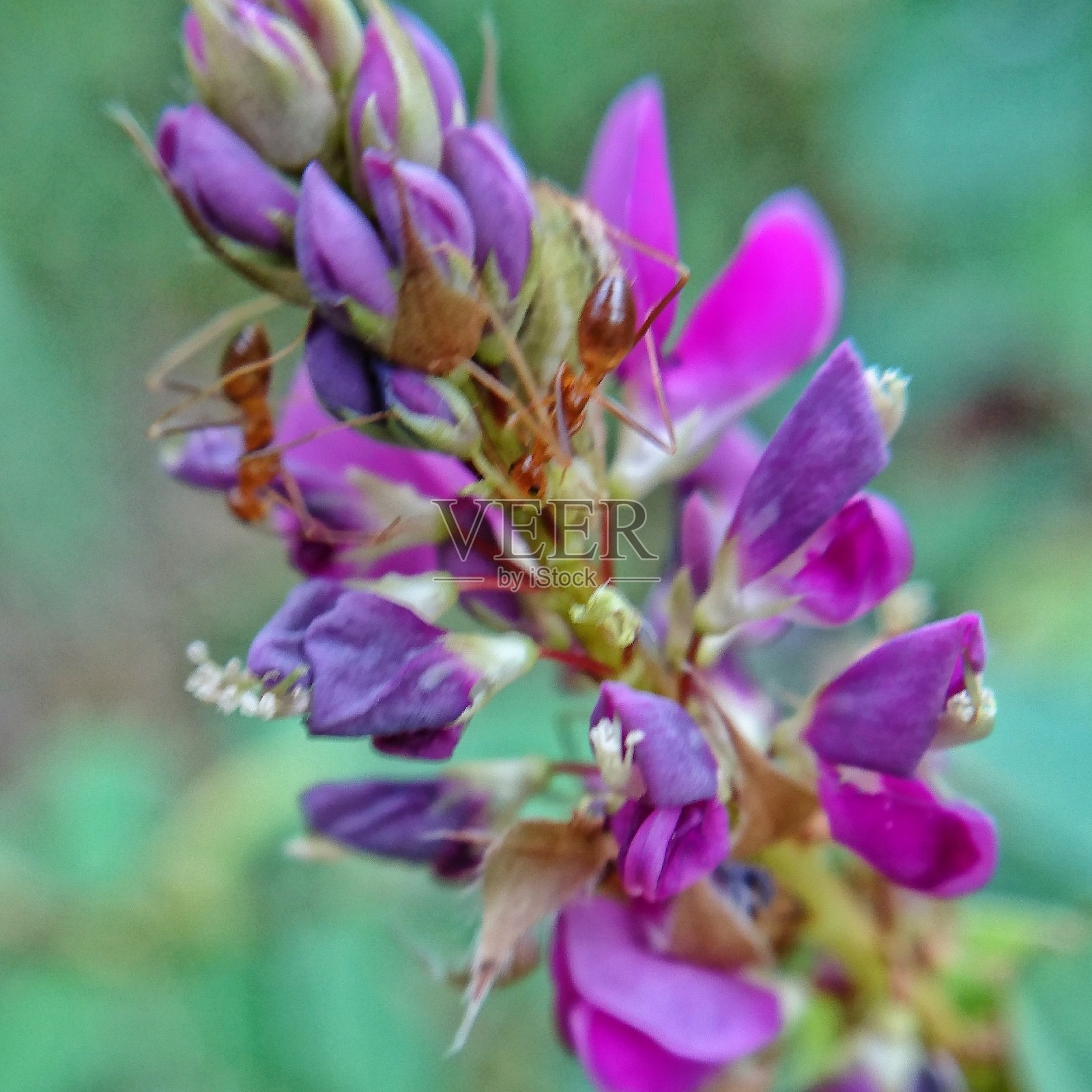 bintan，印度尼西亚，2020年8月18日，微近距离拍摄美丽的花照片摄影图片