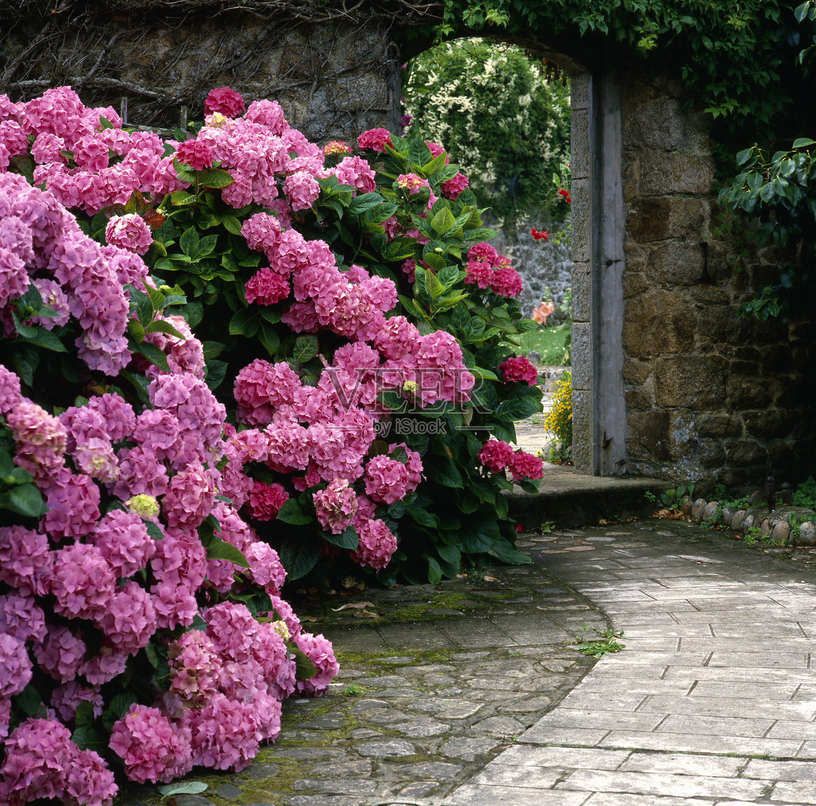 绣球花照片摄影图片