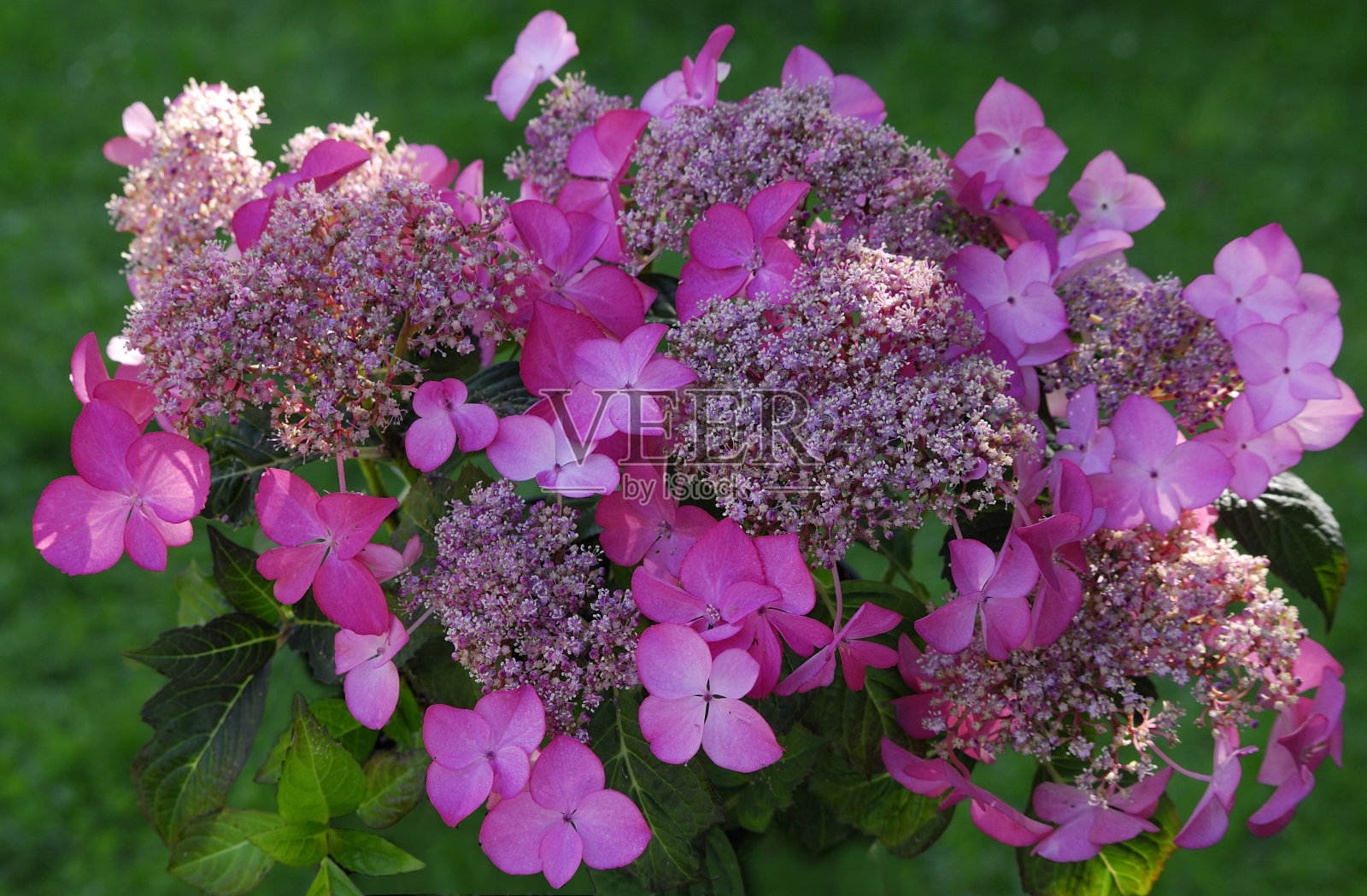 绣球花照片摄影图片