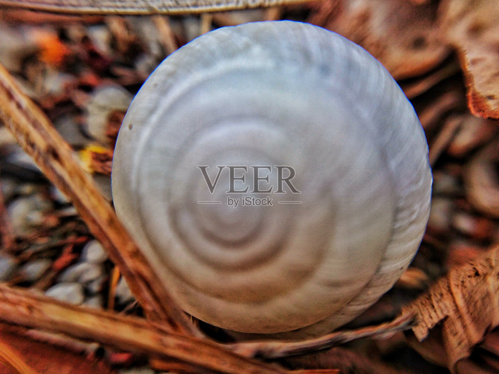 印度尼西亚宾坦，2020年8月18日，美丽的白蛤壳照片摄影图片