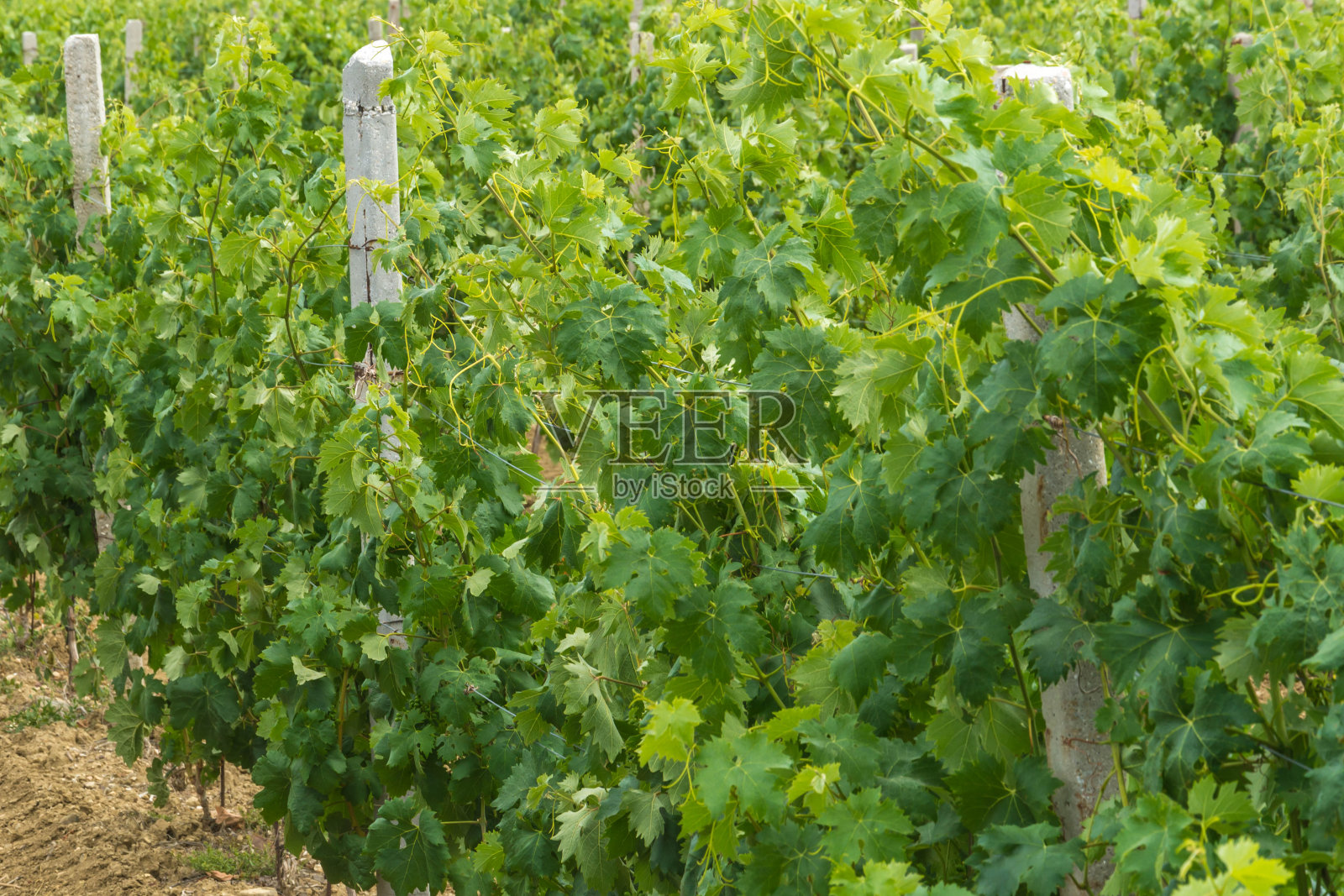 带葡萄园的种植园照片摄影图片