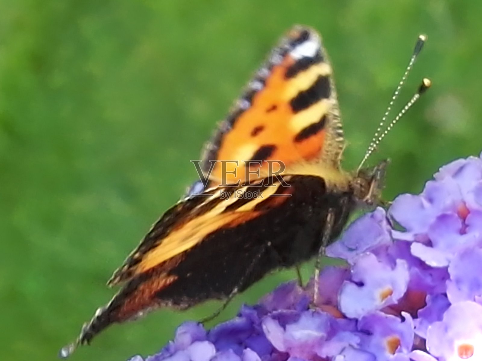 小狐狸照片摄影图片