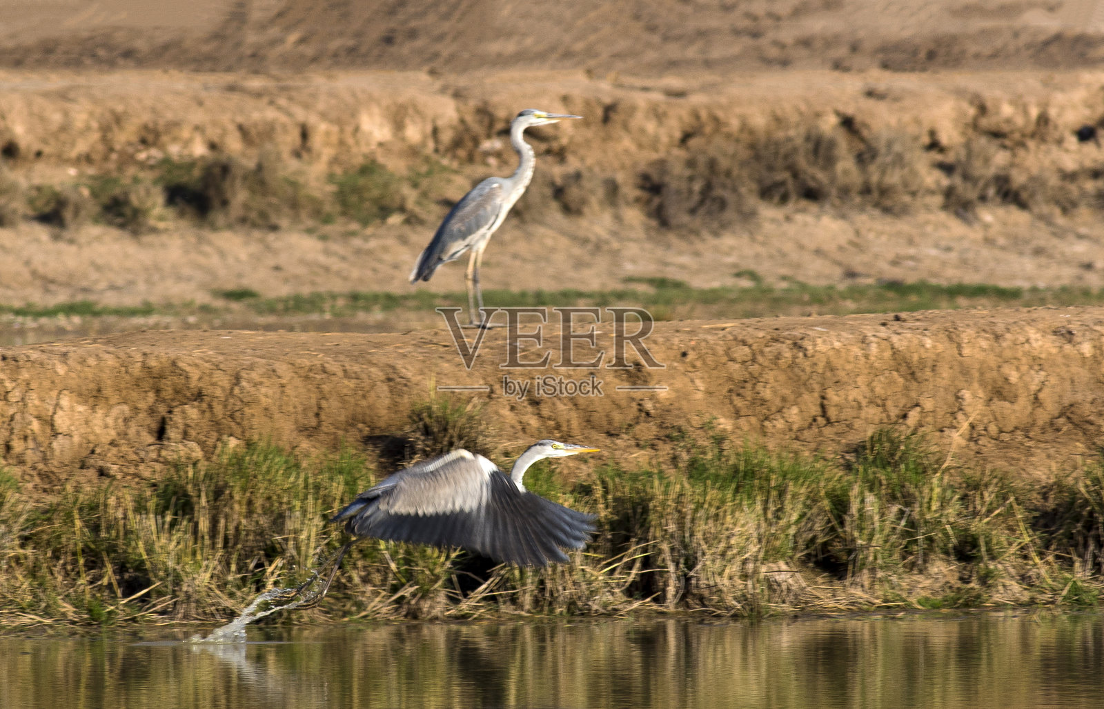 苍鹭在捉鱼照片摄影图片
