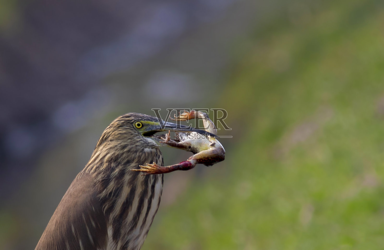 苍鹭在捉鱼照片摄影图片