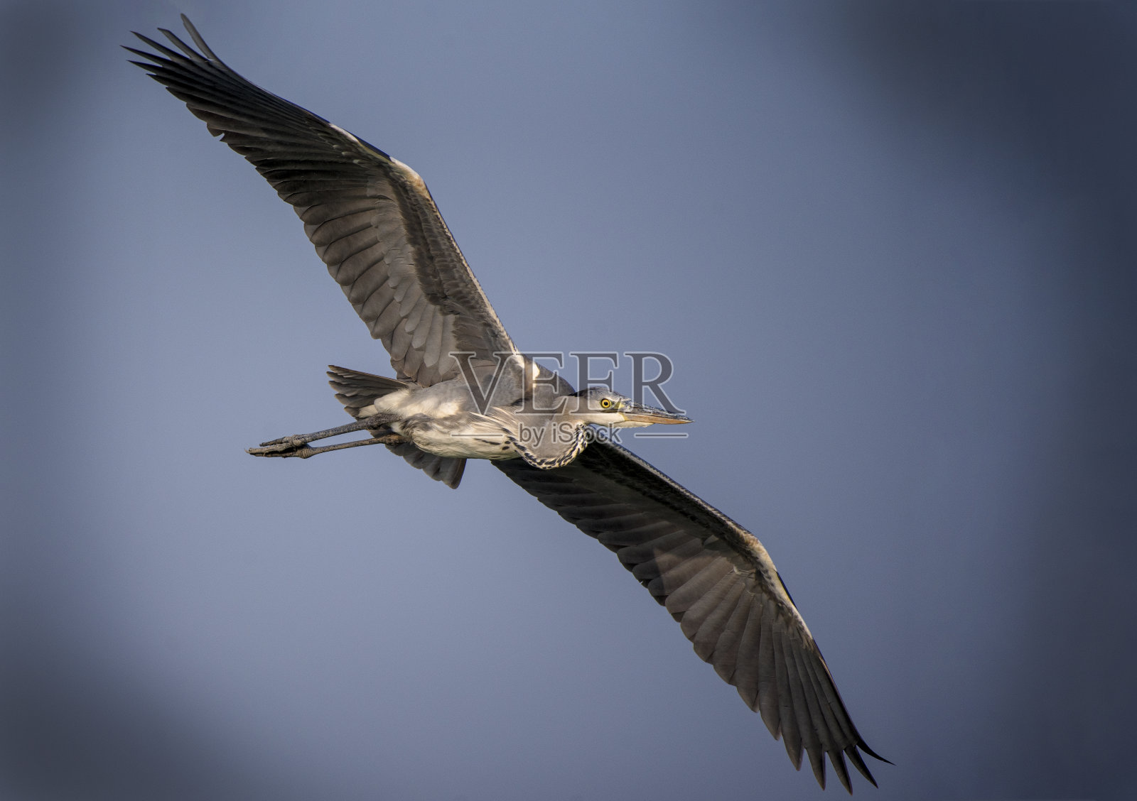 苍鹭在捉鱼照片摄影图片