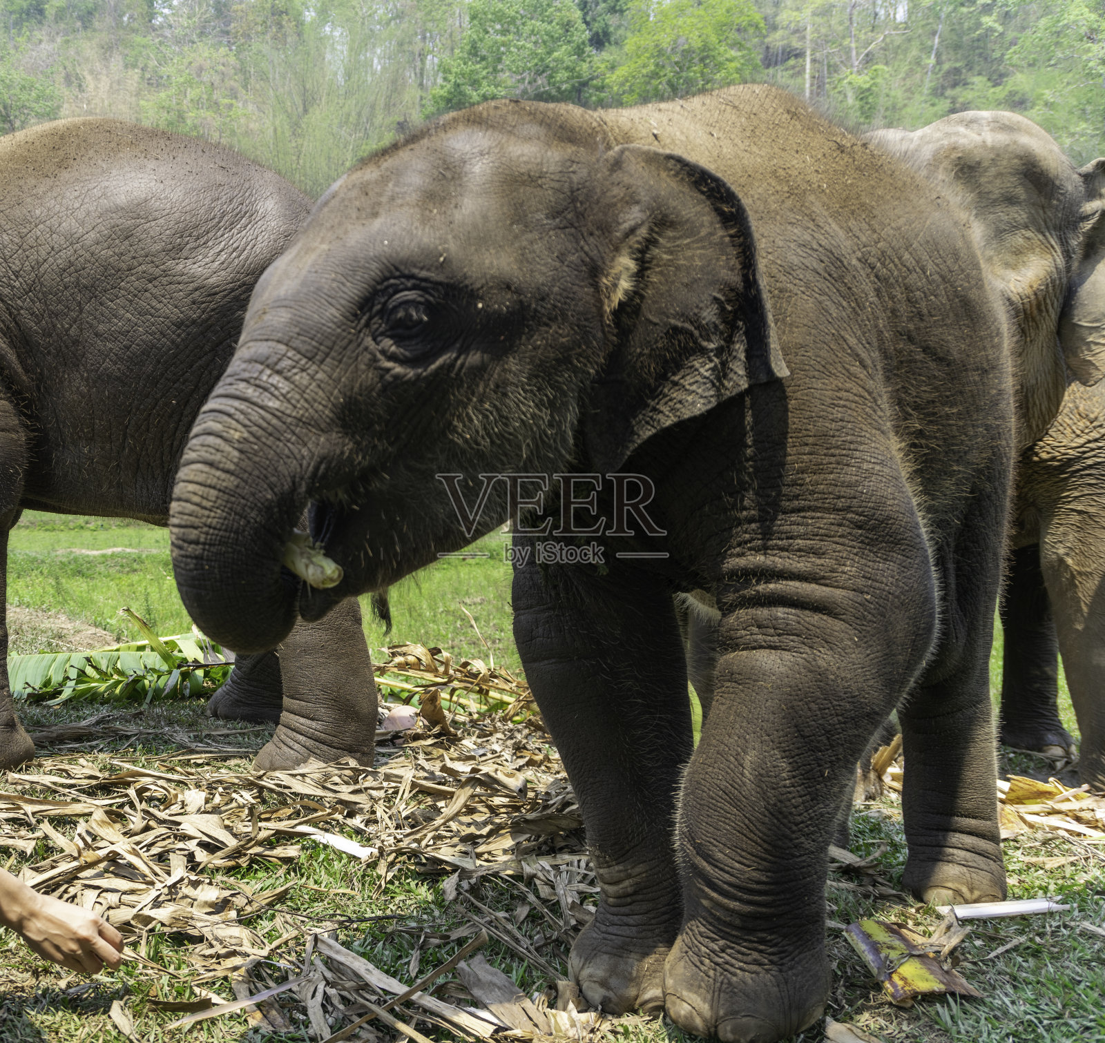 泰国清迈的小象。照片摄影图片