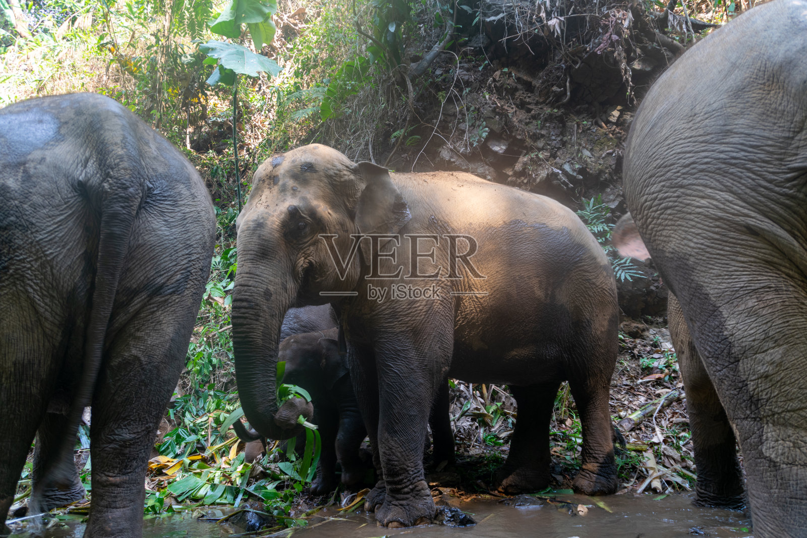 泰国清迈的大象。照片摄影图片