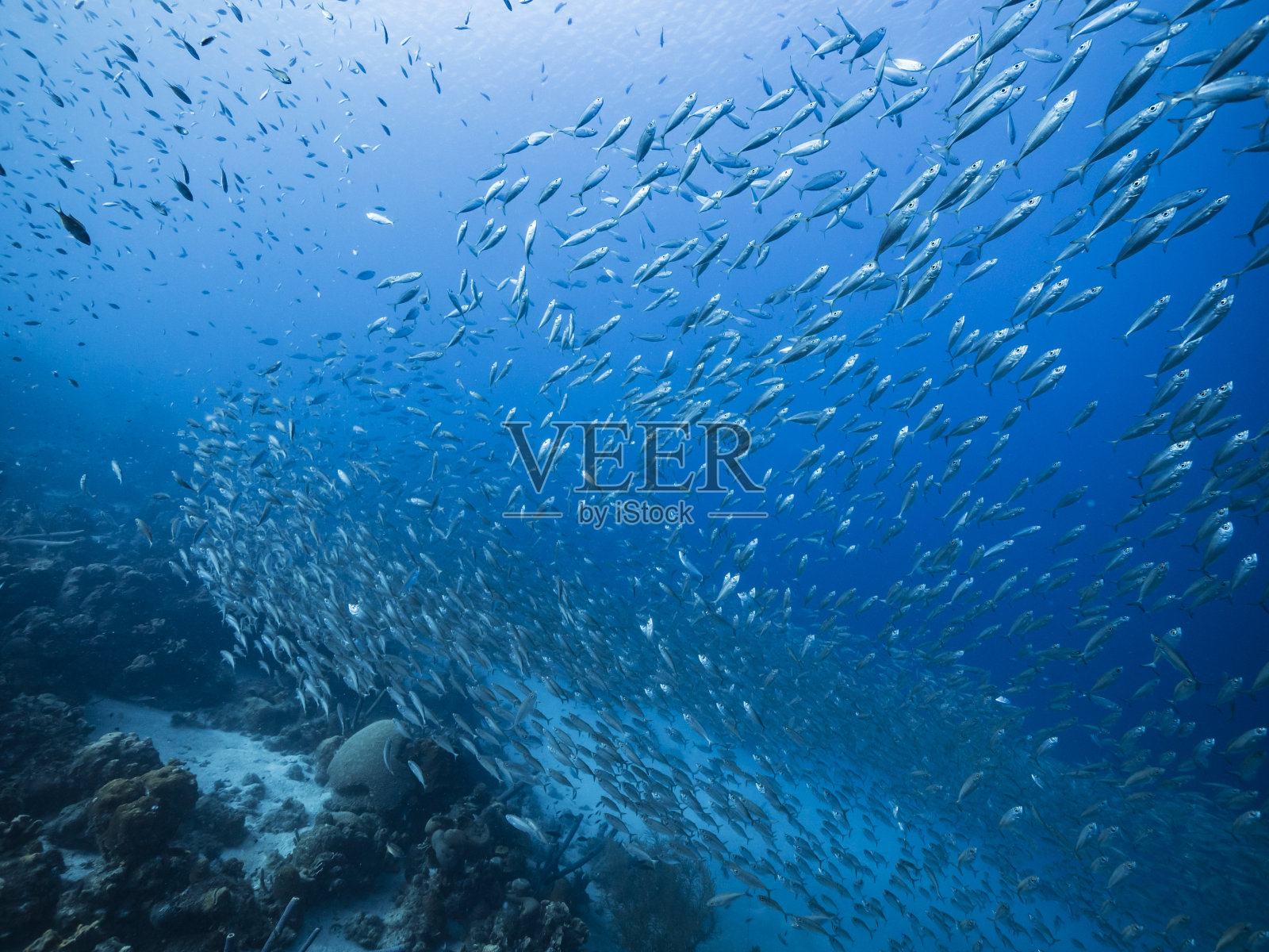 饵球/鱼群在加勒比海珊瑚礁的绿松石水/库拉索岛照片摄影图片