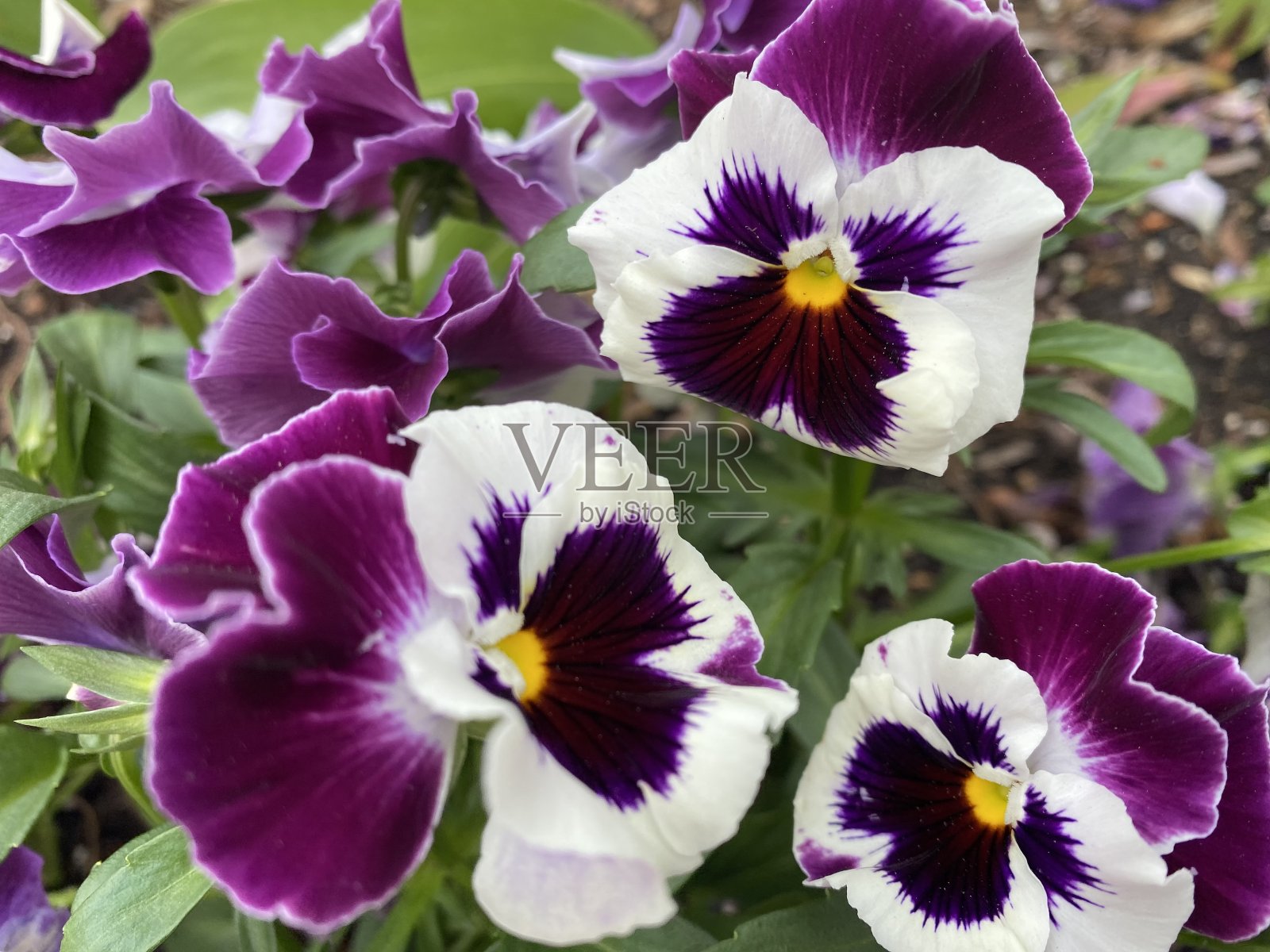 紫色和白色的三色堇盛开照片摄影图片