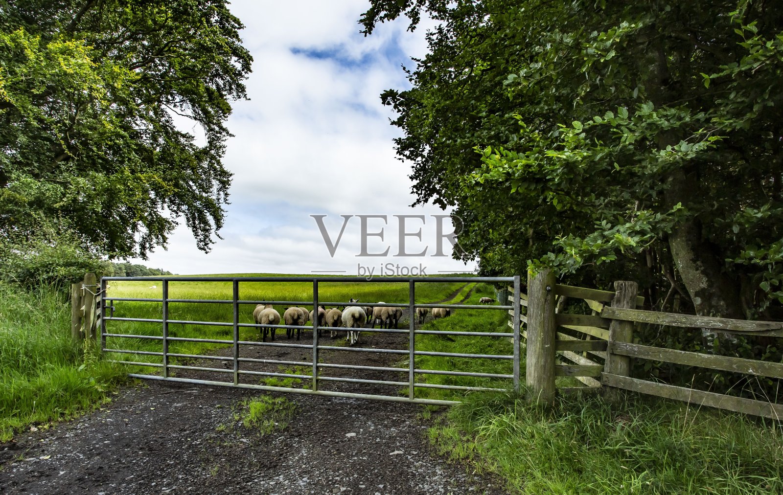 篱笆和毛茸茸的绵羊。照片摄影图片
