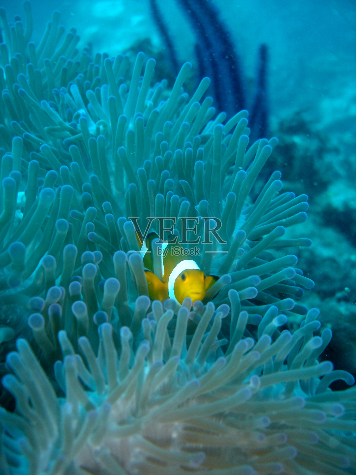海葵中的假小丑鱼照片摄影图片