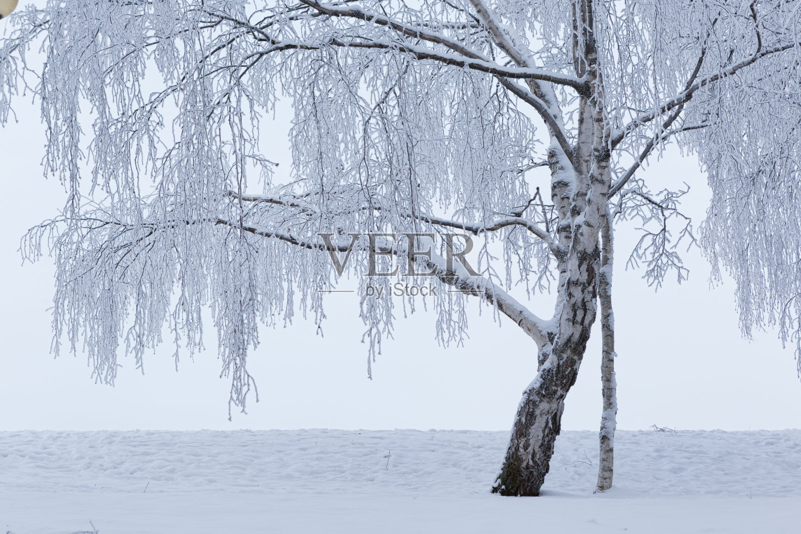冬天树木被霜雪覆盖照片摄影图片
