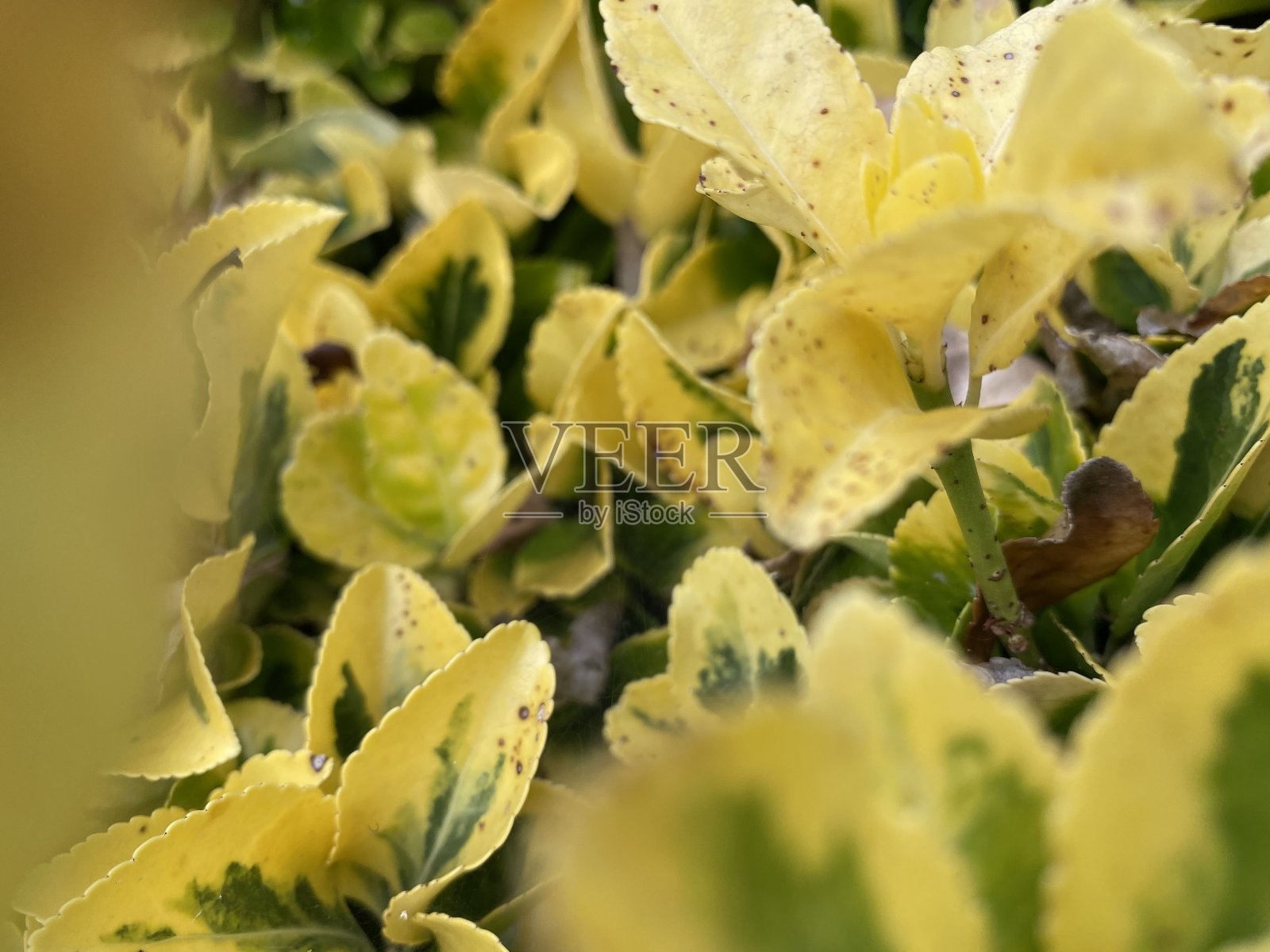 黄叶最好照片摄影图片