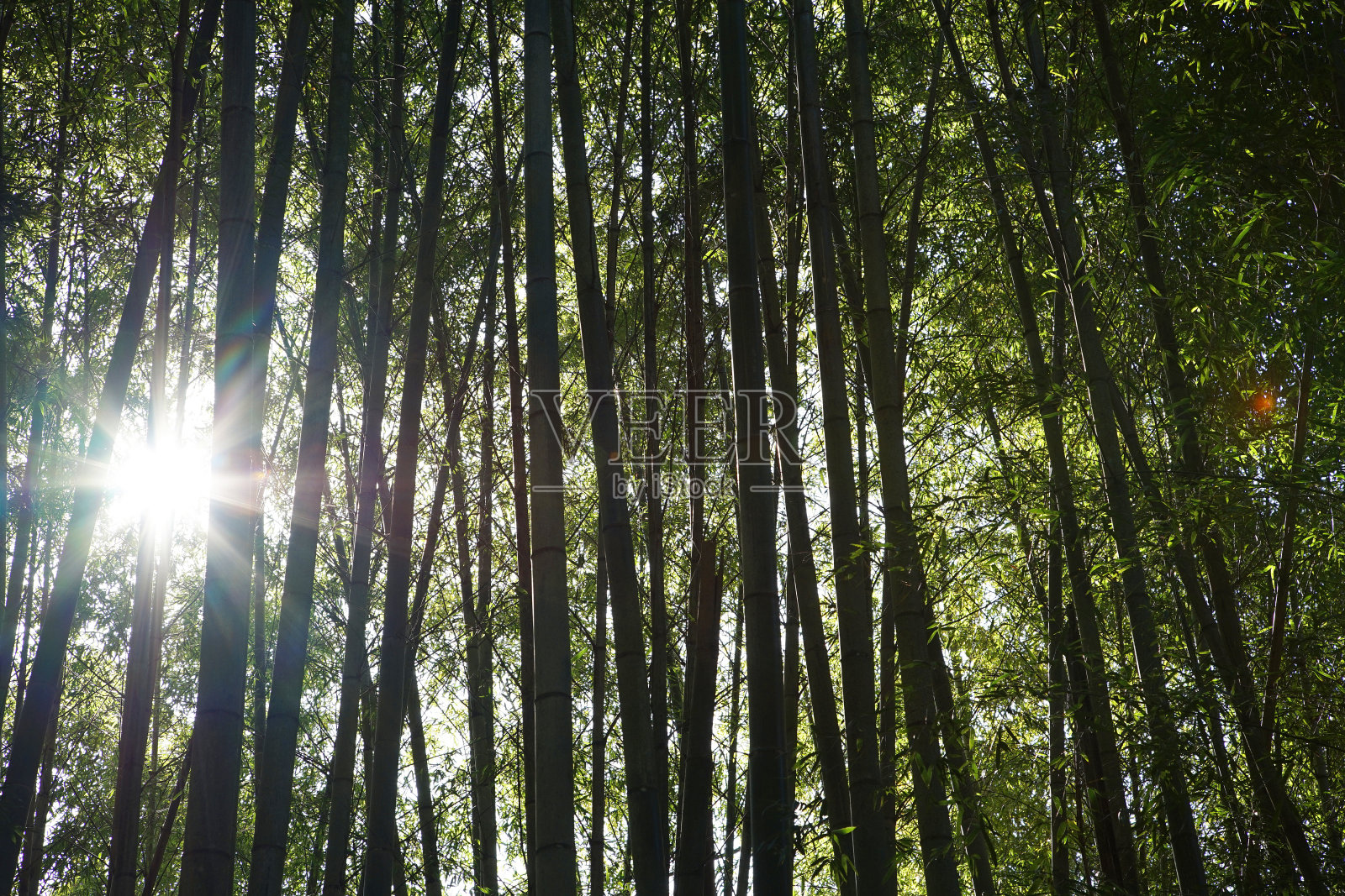 竹林照片摄影图片