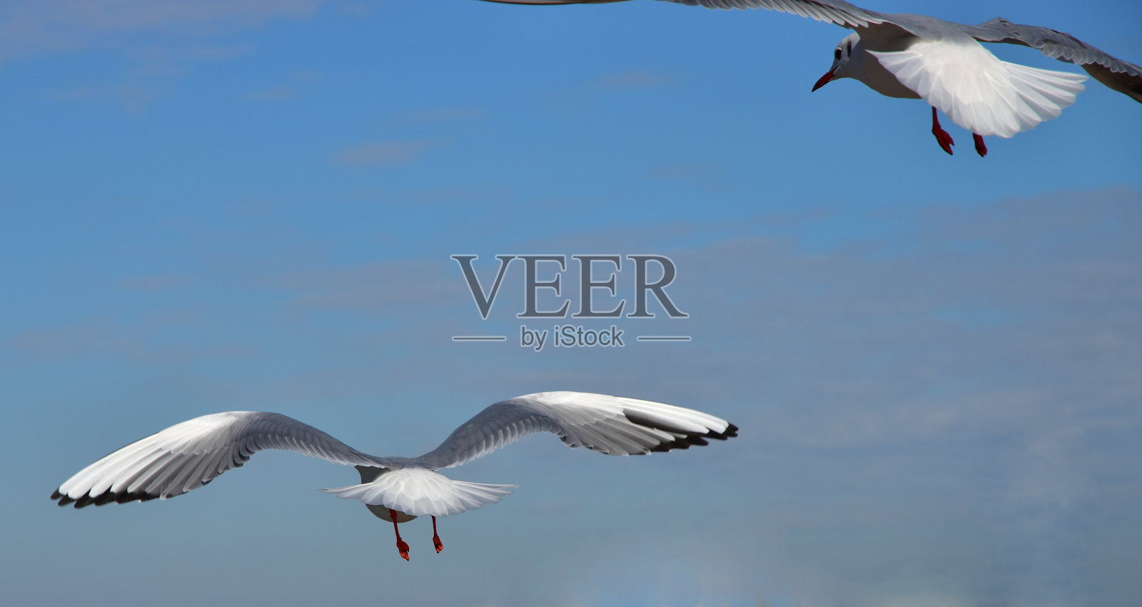 两只海鸟在空中飞翔的场景照片摄影图片